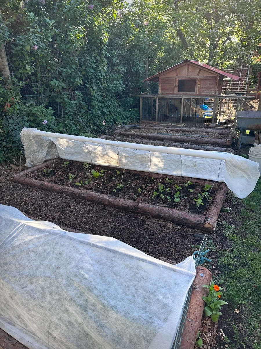 self-sufficient-backyard-sunnyjlindley.jpg