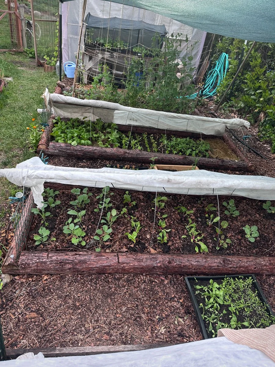 how-to-plant-a-vegetable-garden-sunnyjlindley.jpg