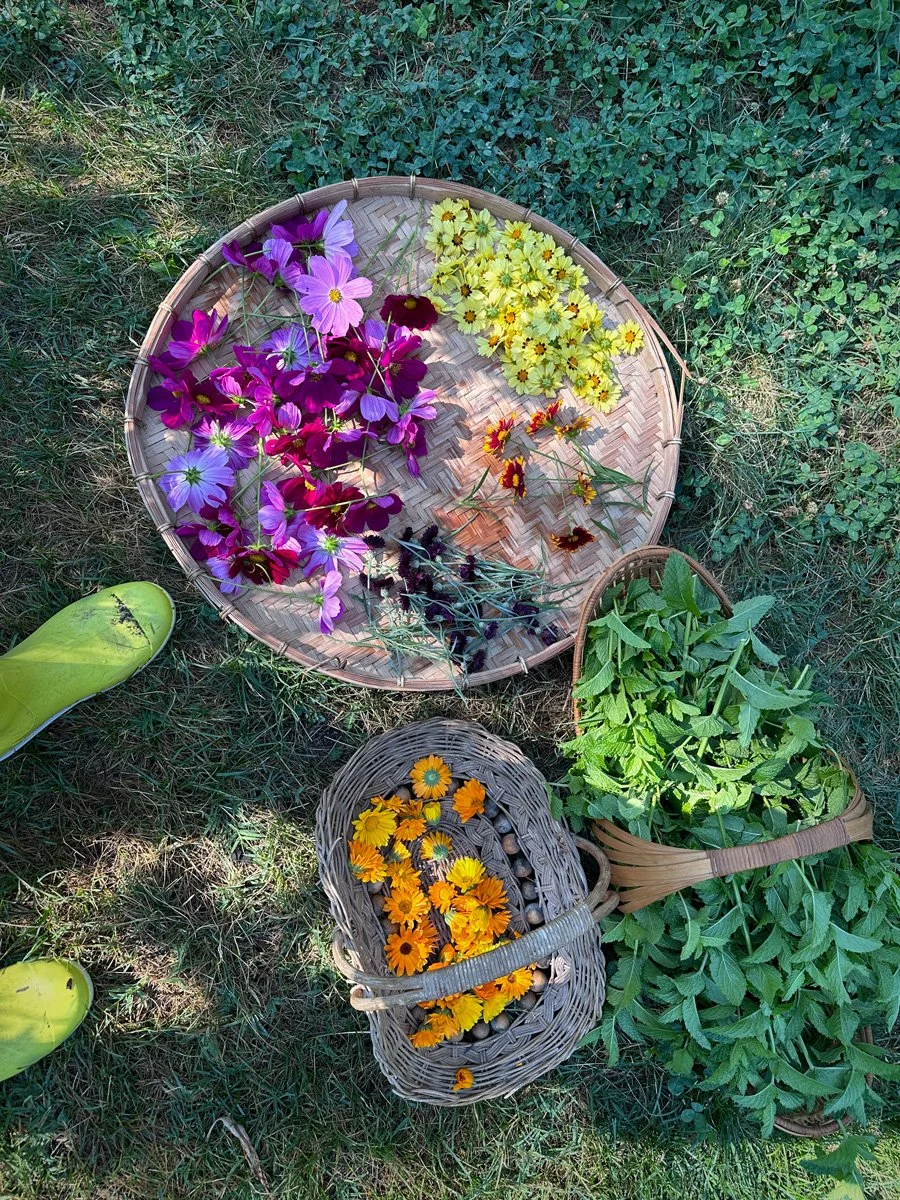 best-herbs-for-a-garden-sunnyjlindley.jpg