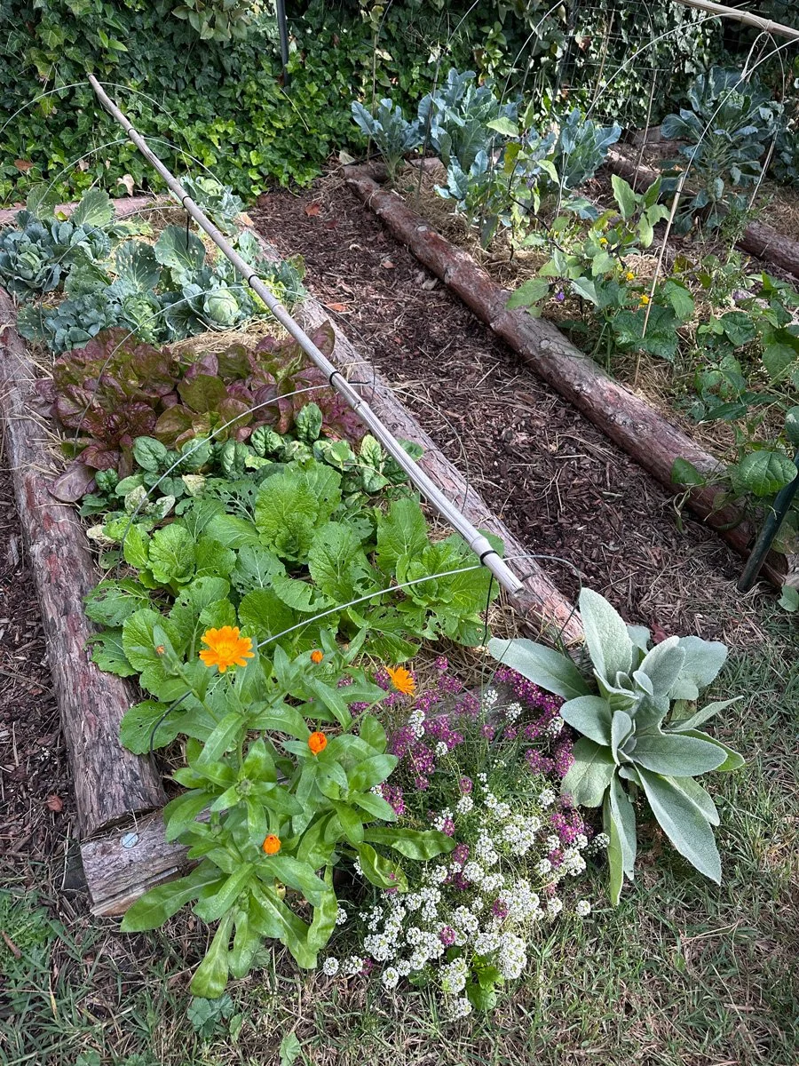 grow-food-vegetables-backyard-sunnyjlindley.jpg