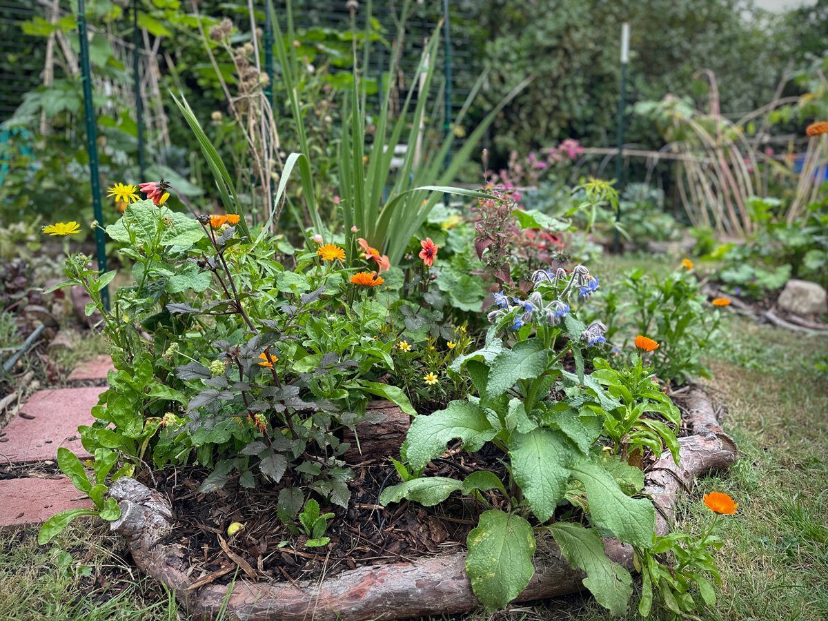 backyard-urban-gardening-sunnyjlindley.jpg