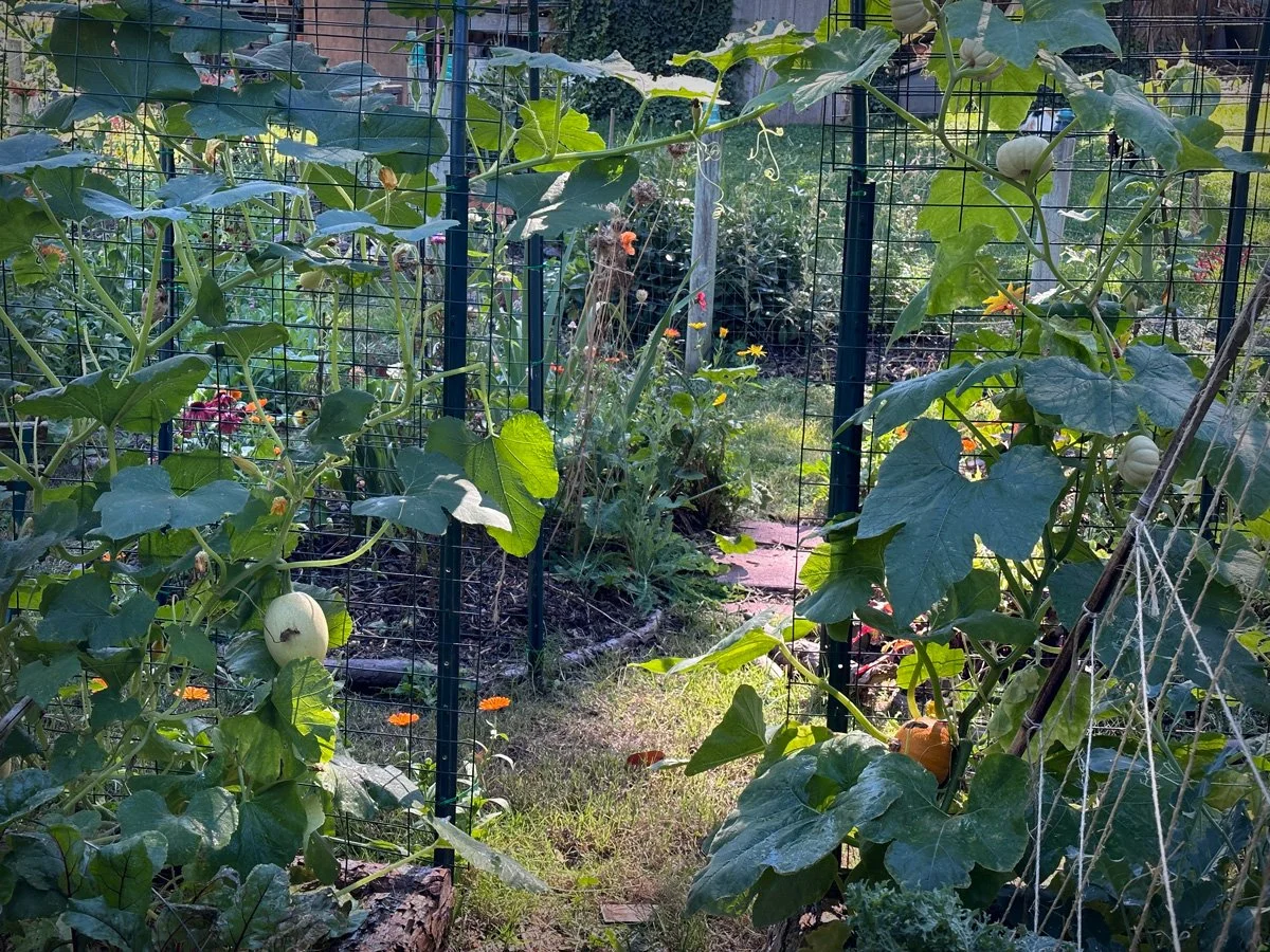 grow-food-backyard-farm-sunnyjlindley.jpg