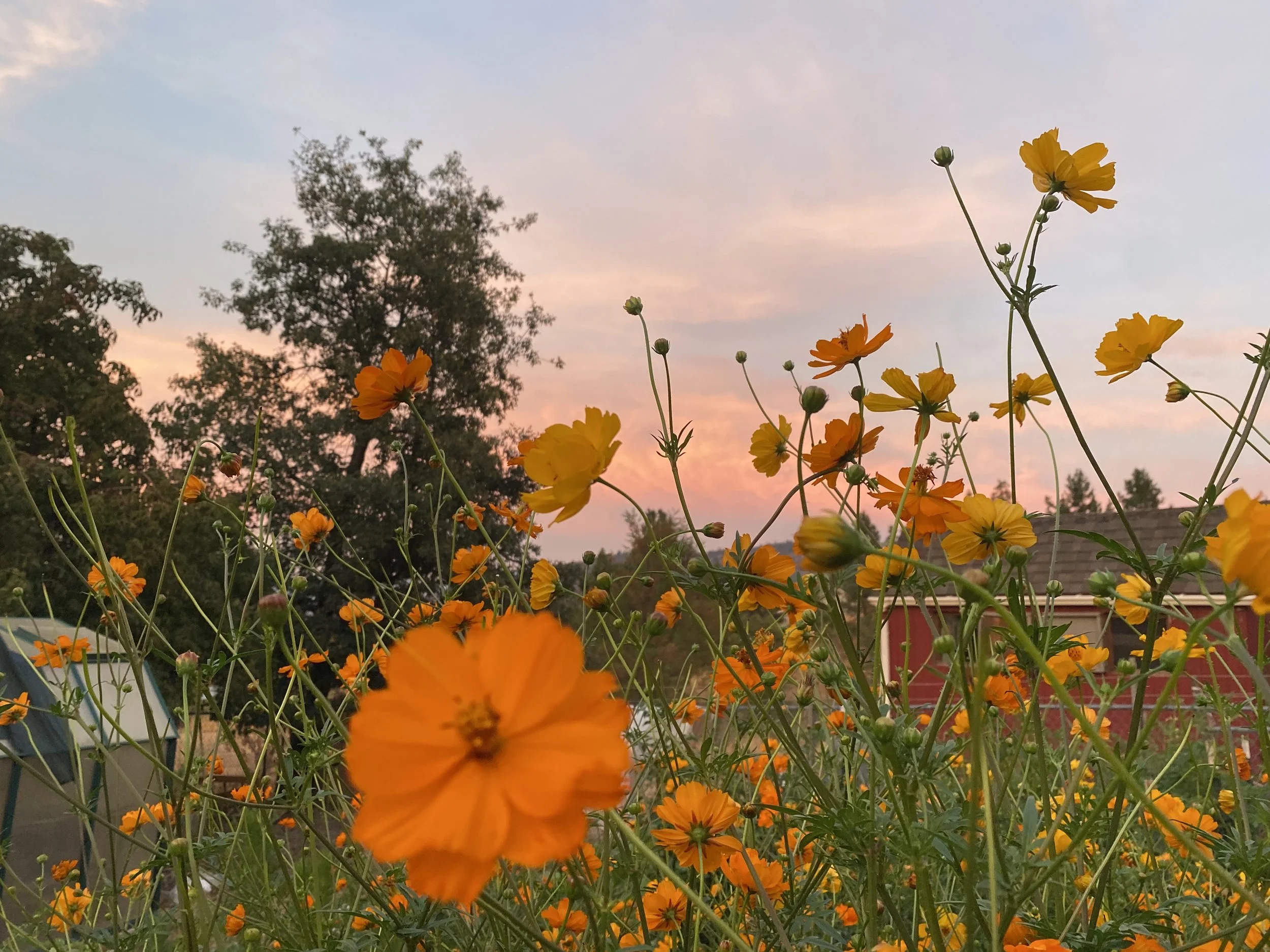 Yellow and orange flowers in the foreground with trees and a pinkish sky at sunset in the background.