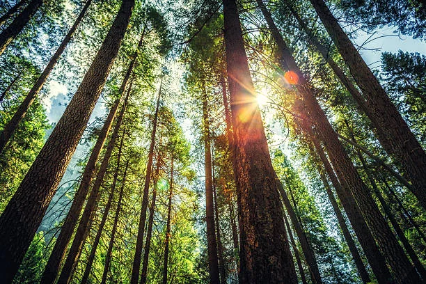 pine trees.jpg