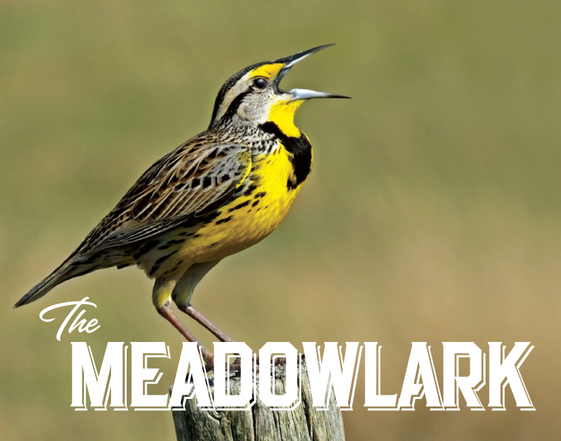 meadowlarkbird.jpg