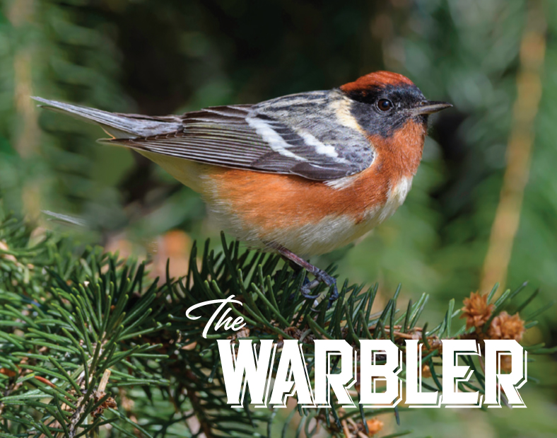 warblerbird.jpg