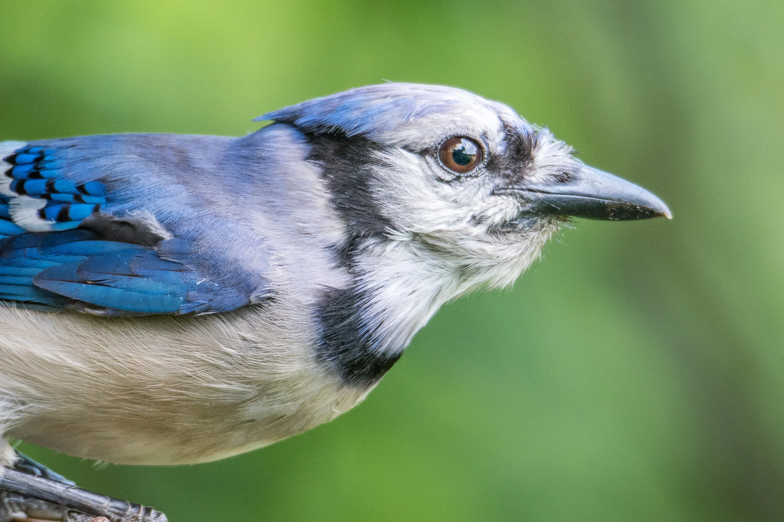 Blue jay