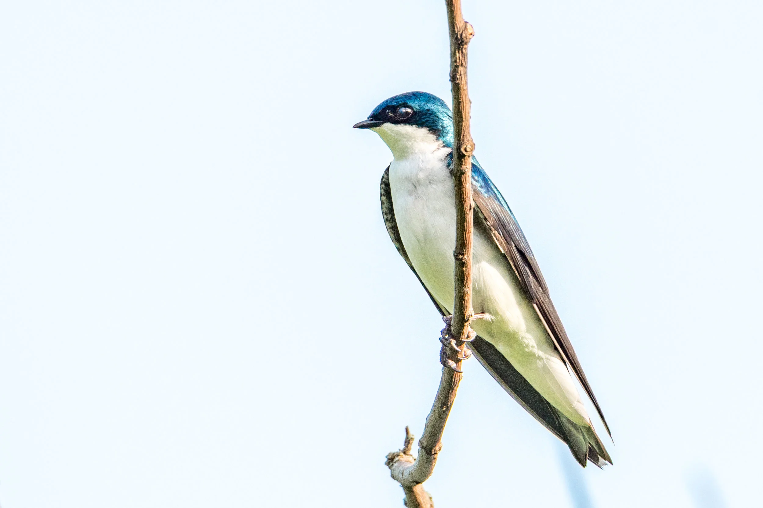 Tree Swallow