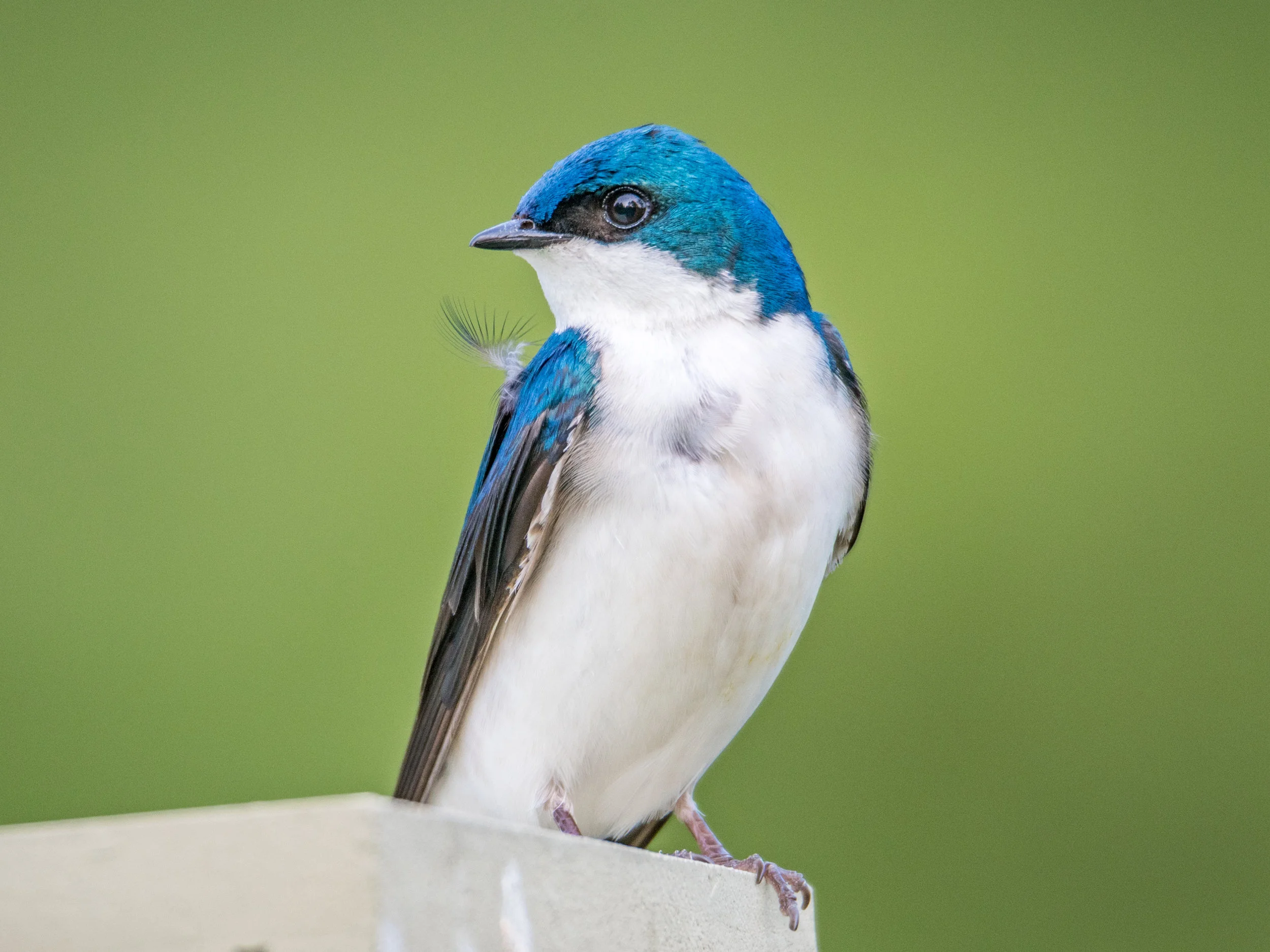 Tree Swallow