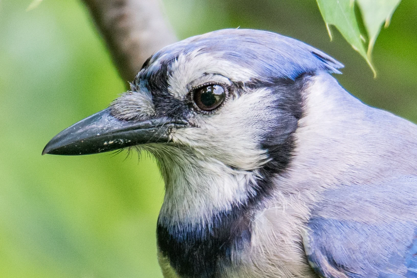 Blue jay