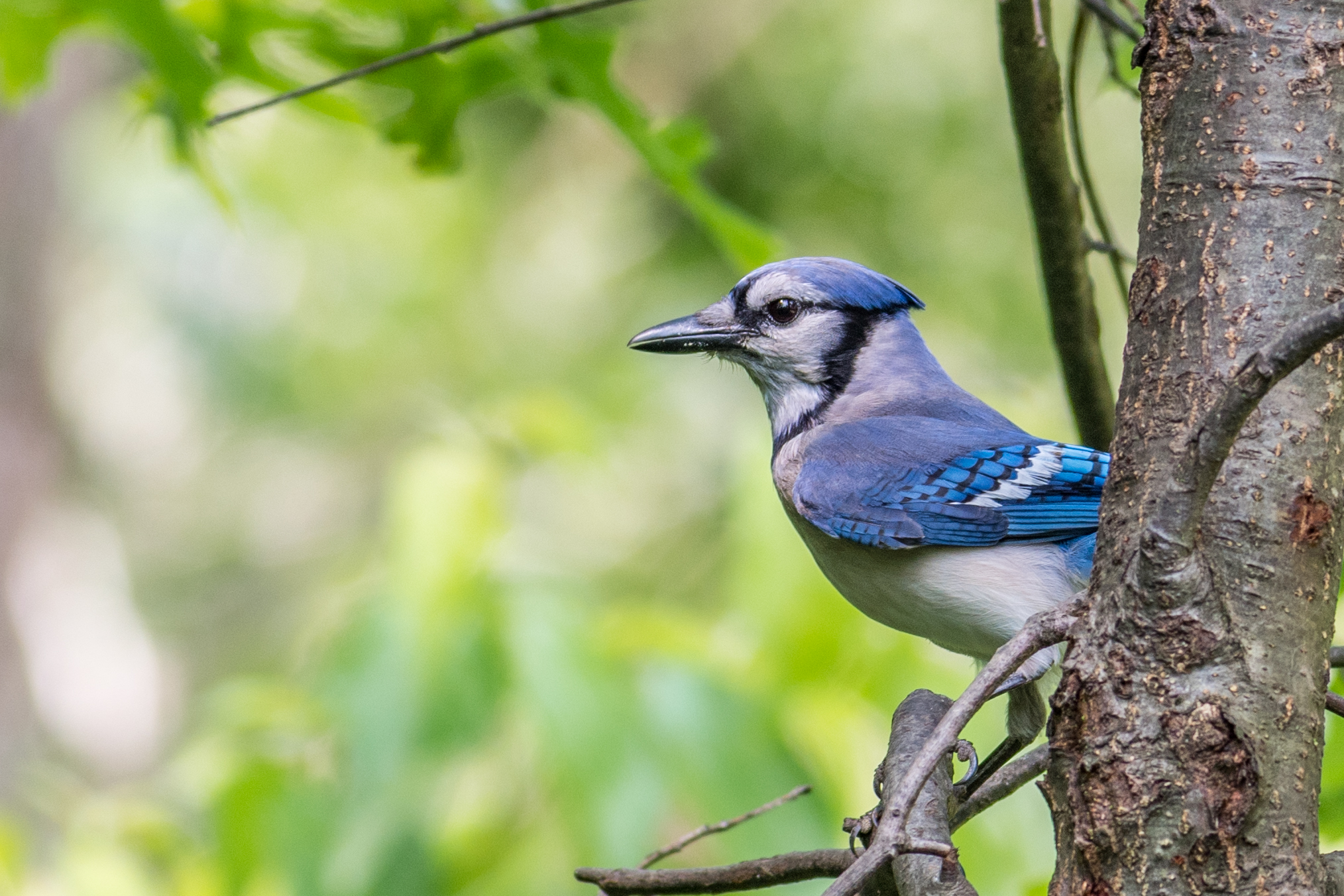 Blue jay