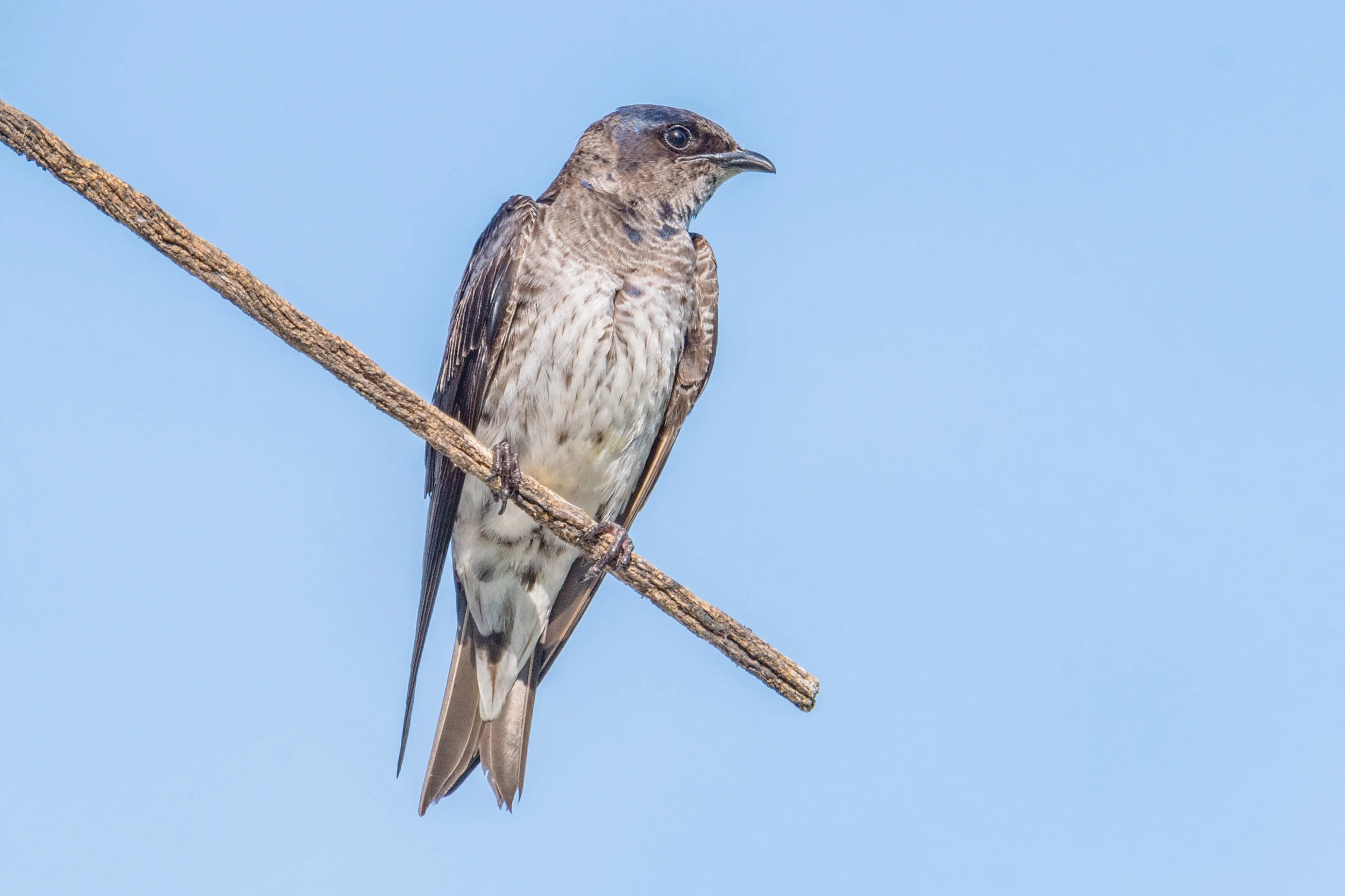 Purple martin
