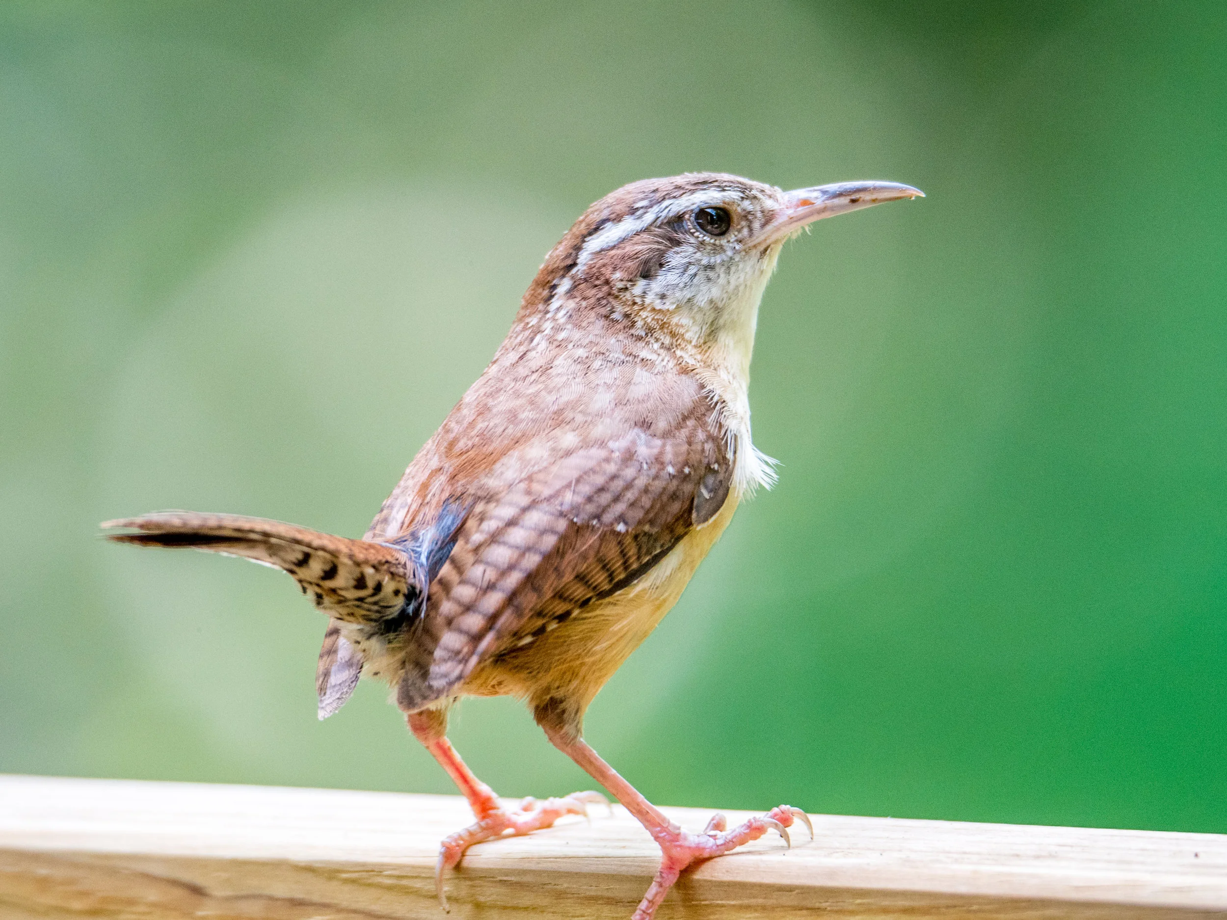 Carolina wren