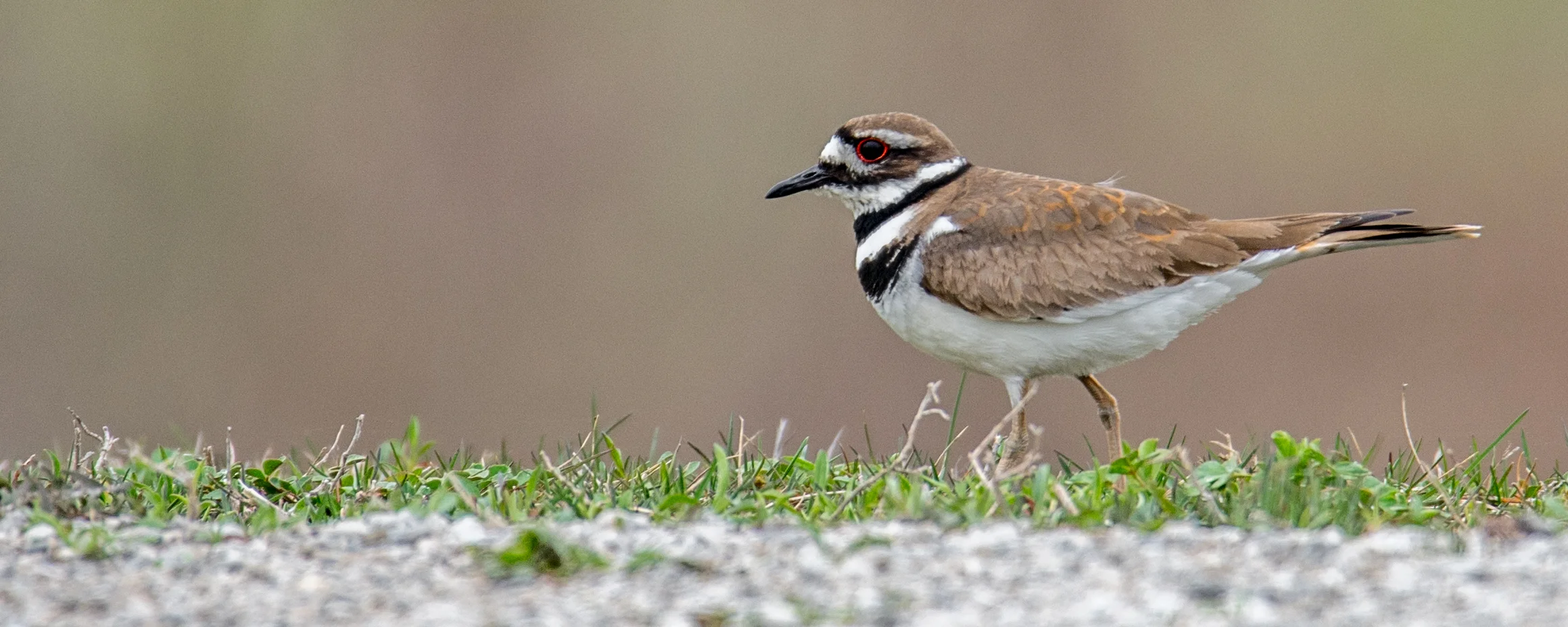 Killdeer