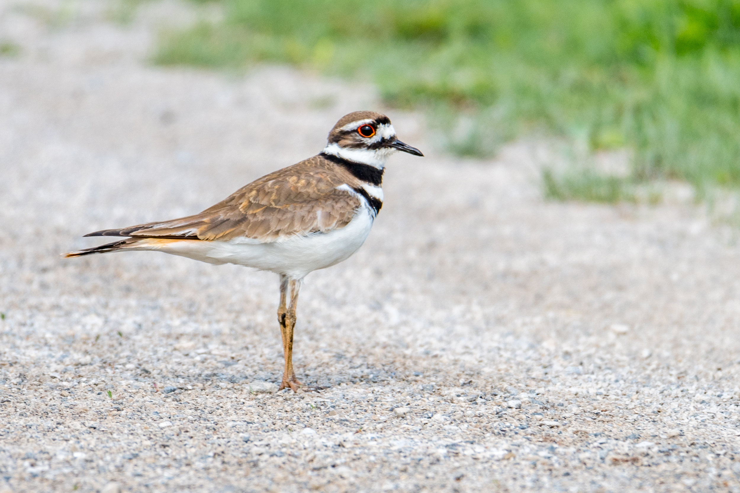 Killdeer