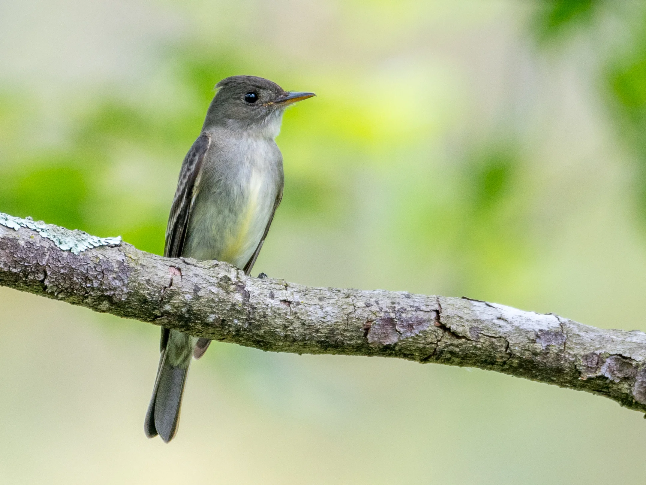 Eastern wood-pewee