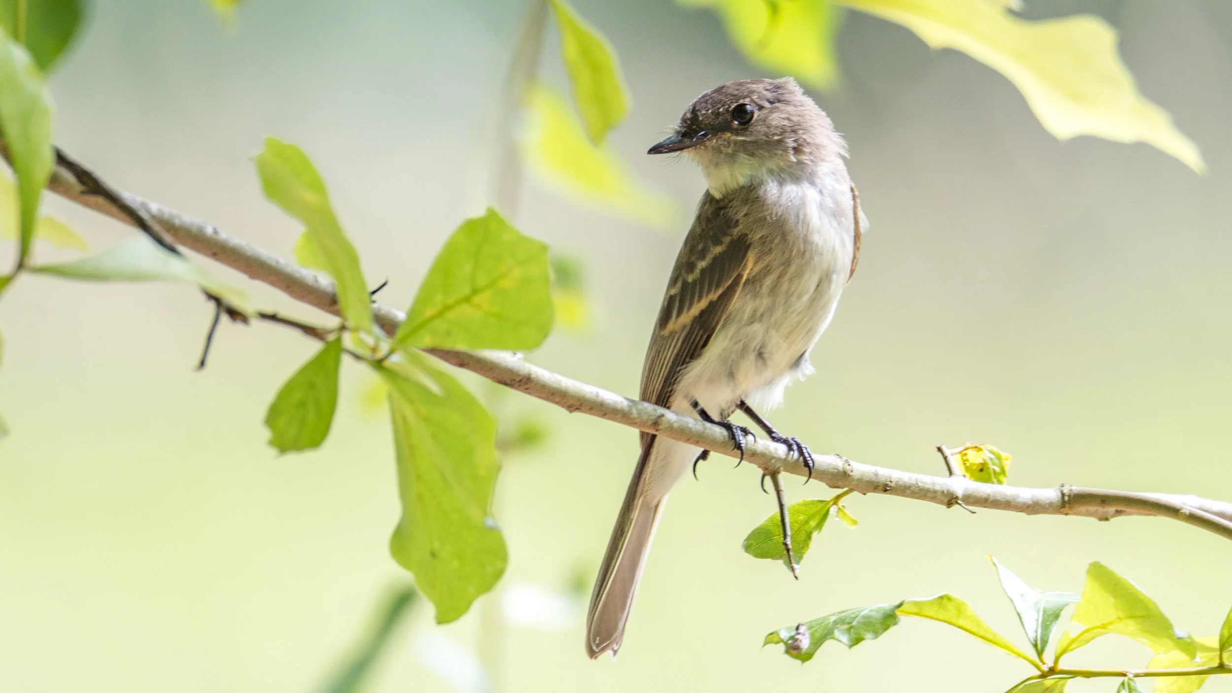 Eastern wood-pewee