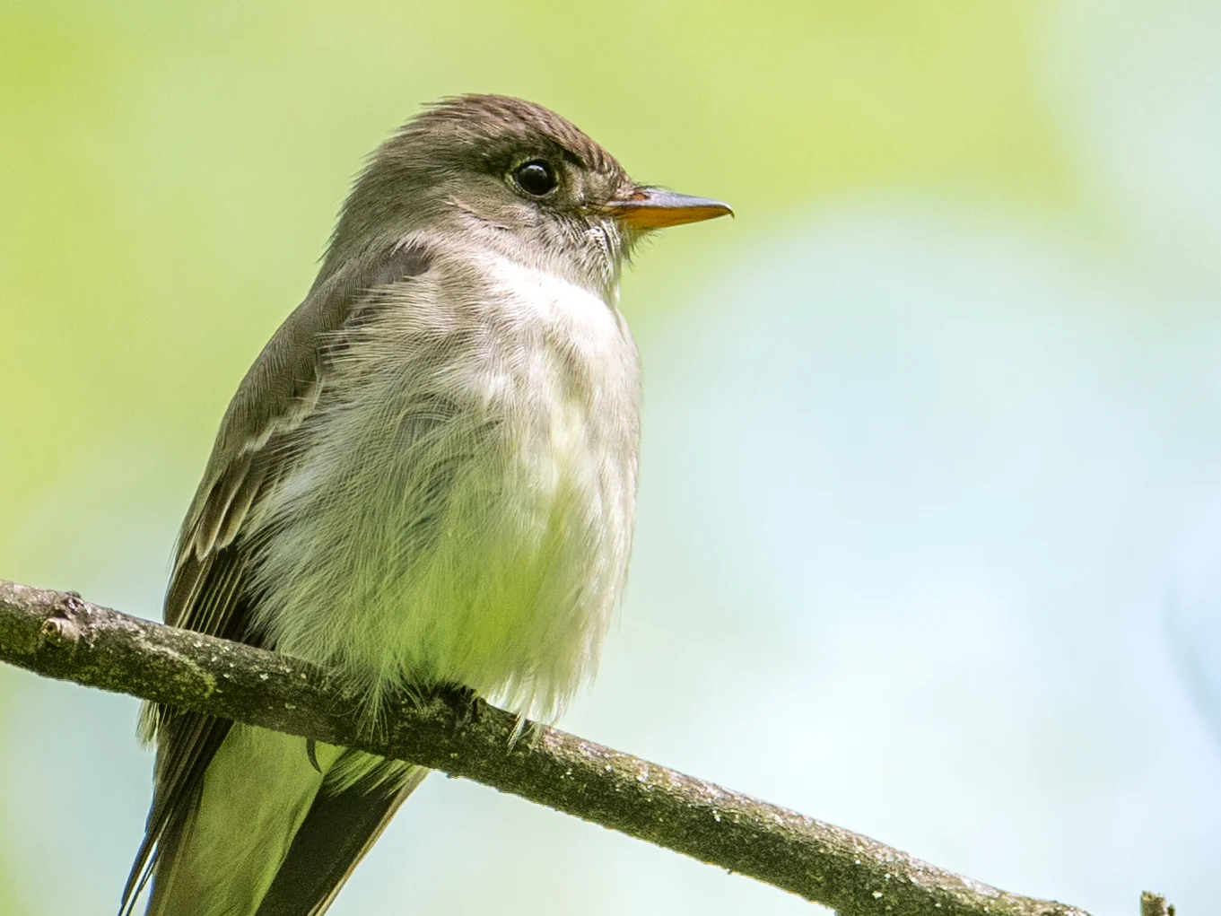 Eastern wood-pewee
