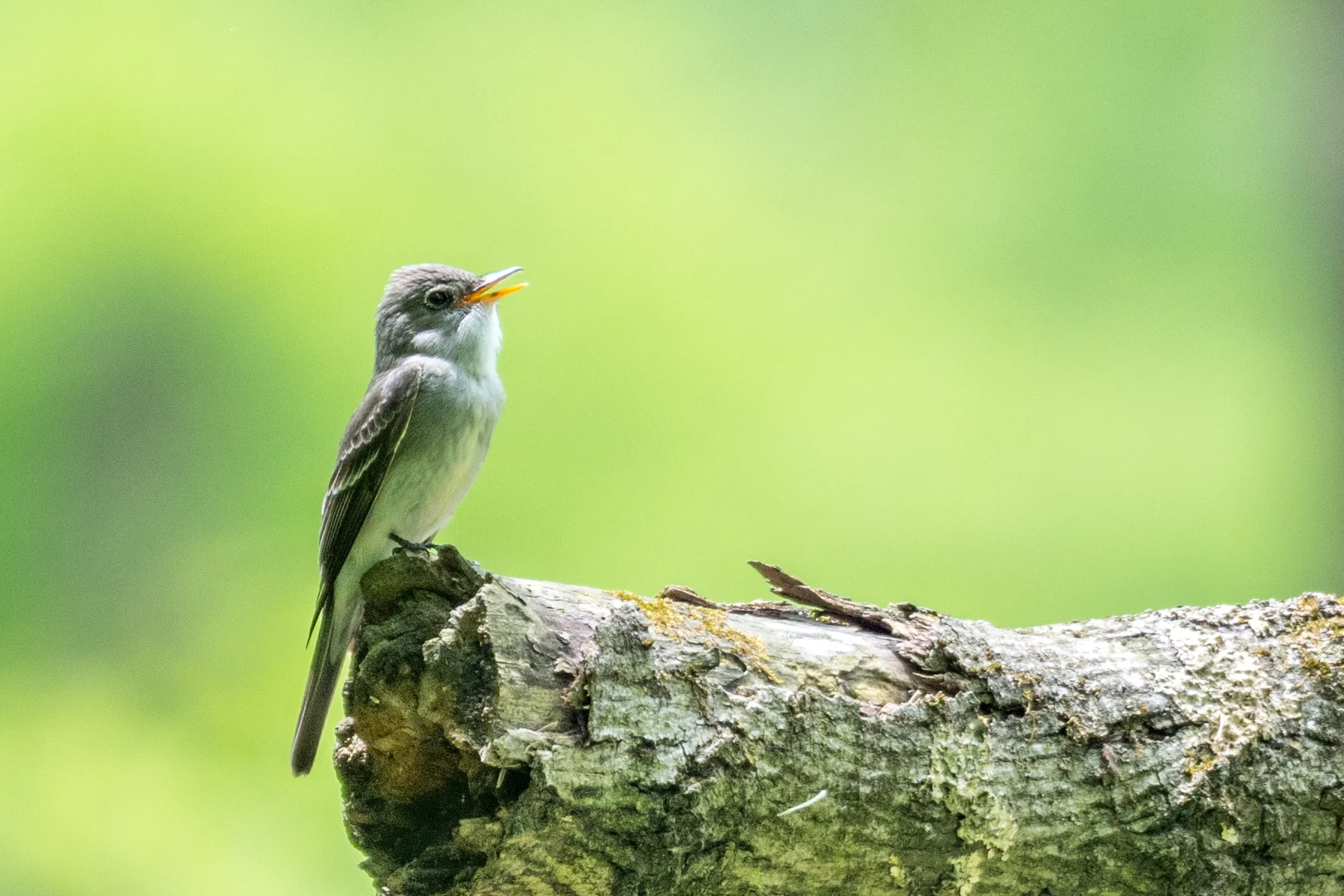 Eastern wood-pewee