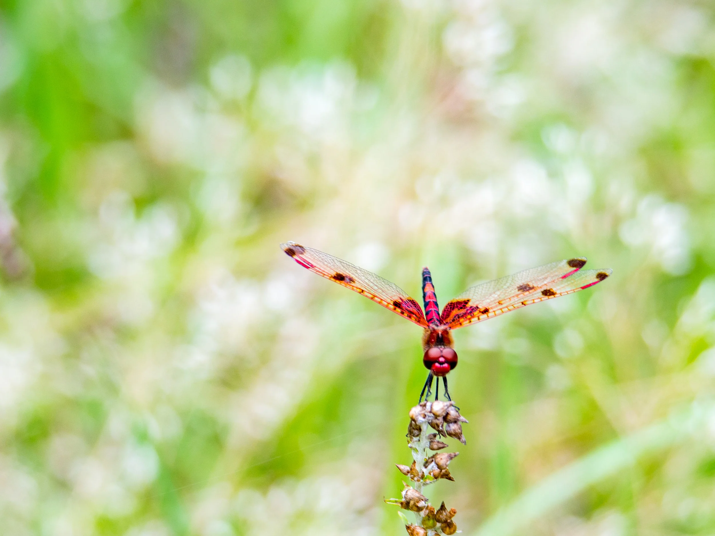 Calico pennant