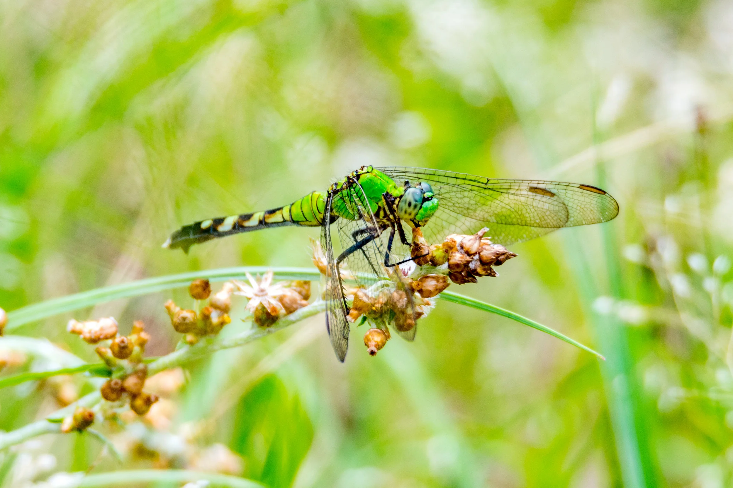 Eastern pondhawk