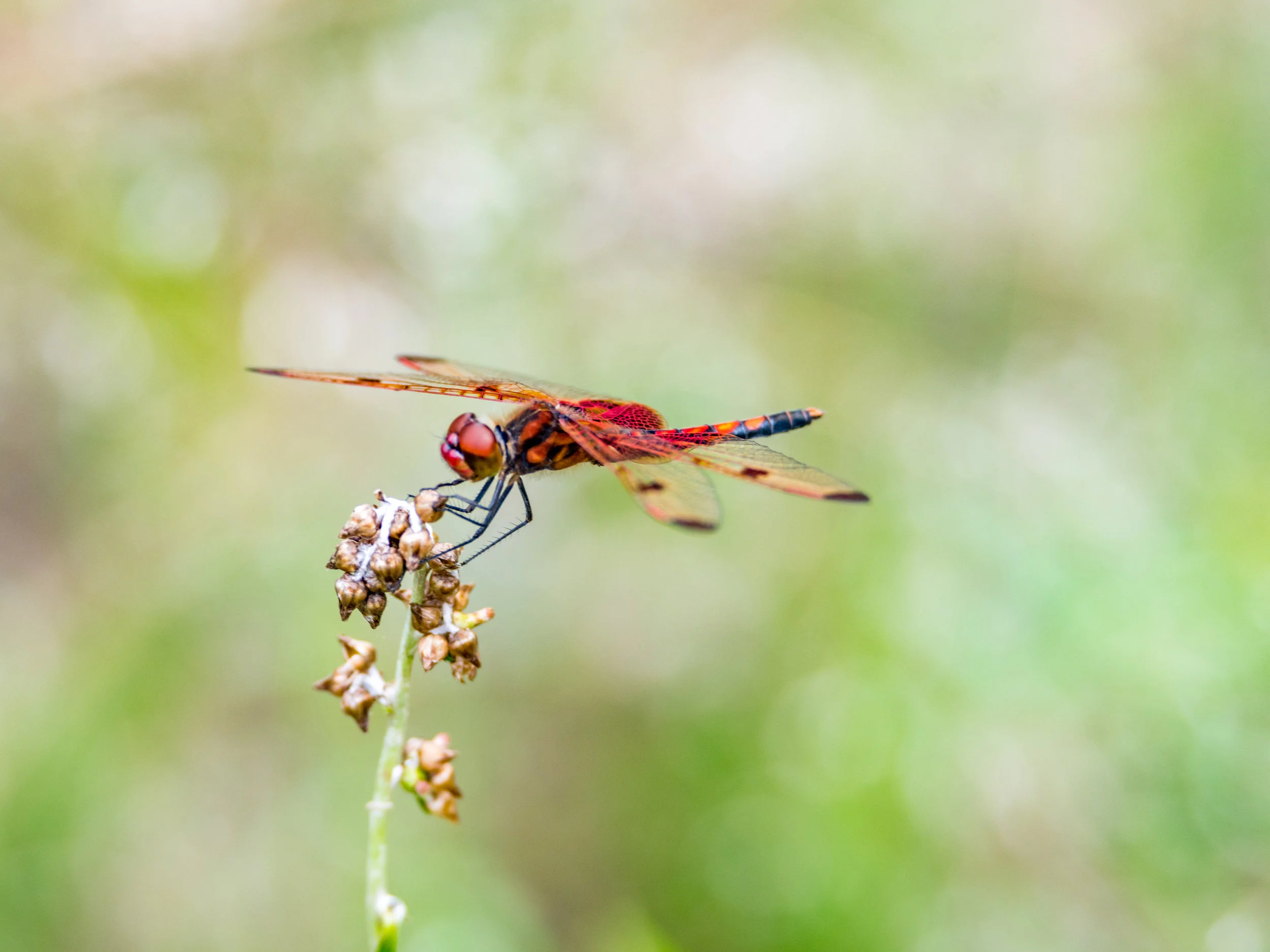 Calico pennant