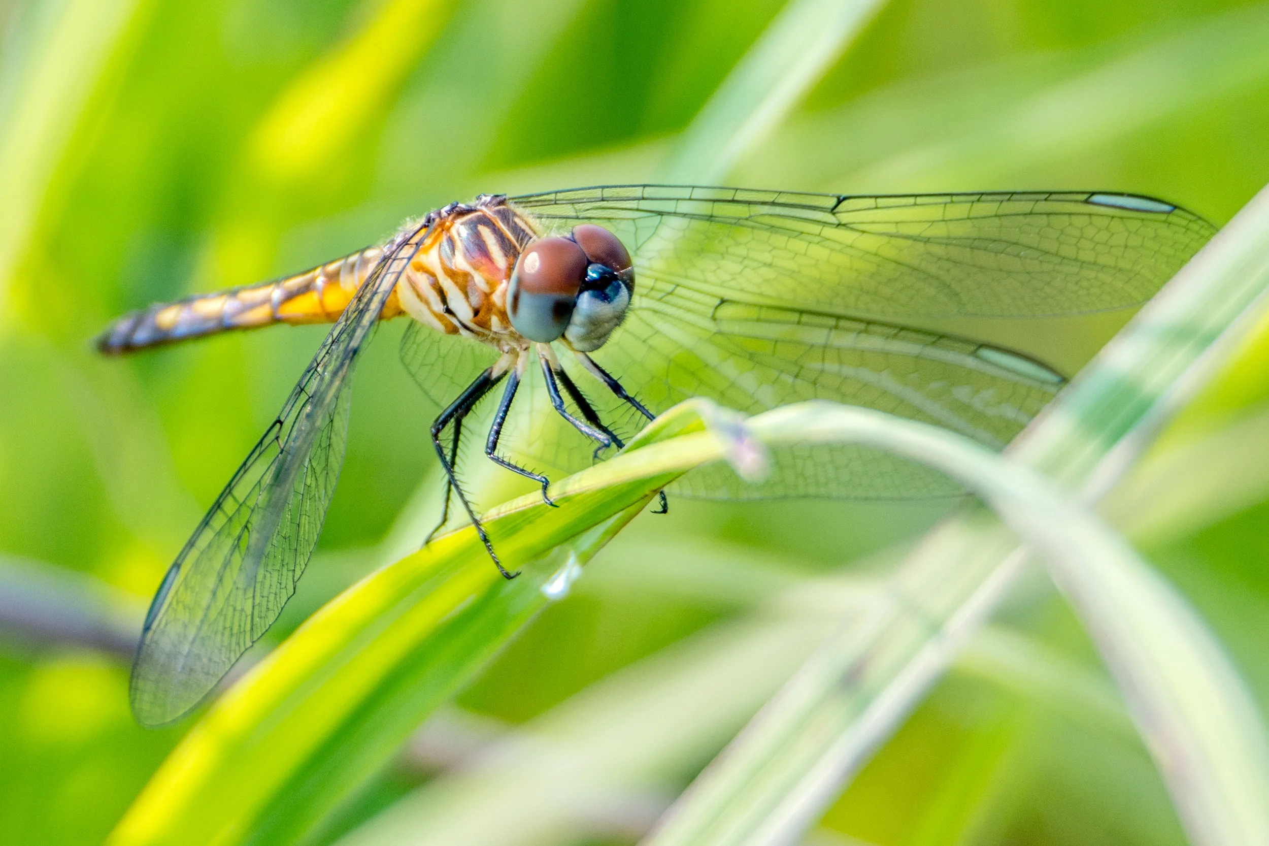 Blue dasher