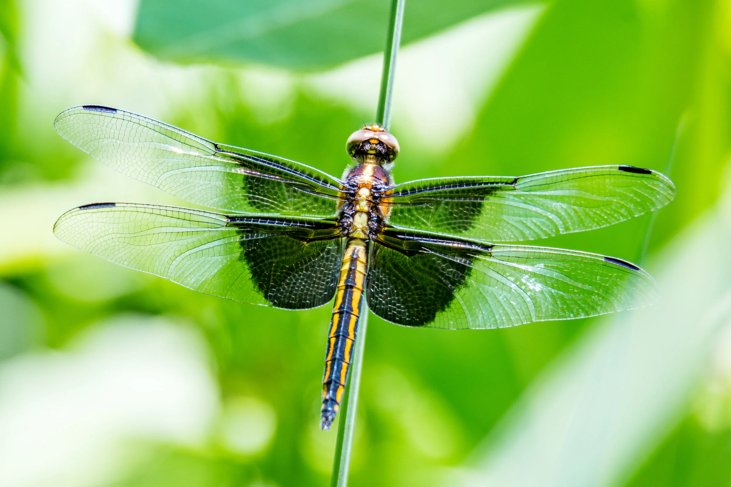 Widow skimmer