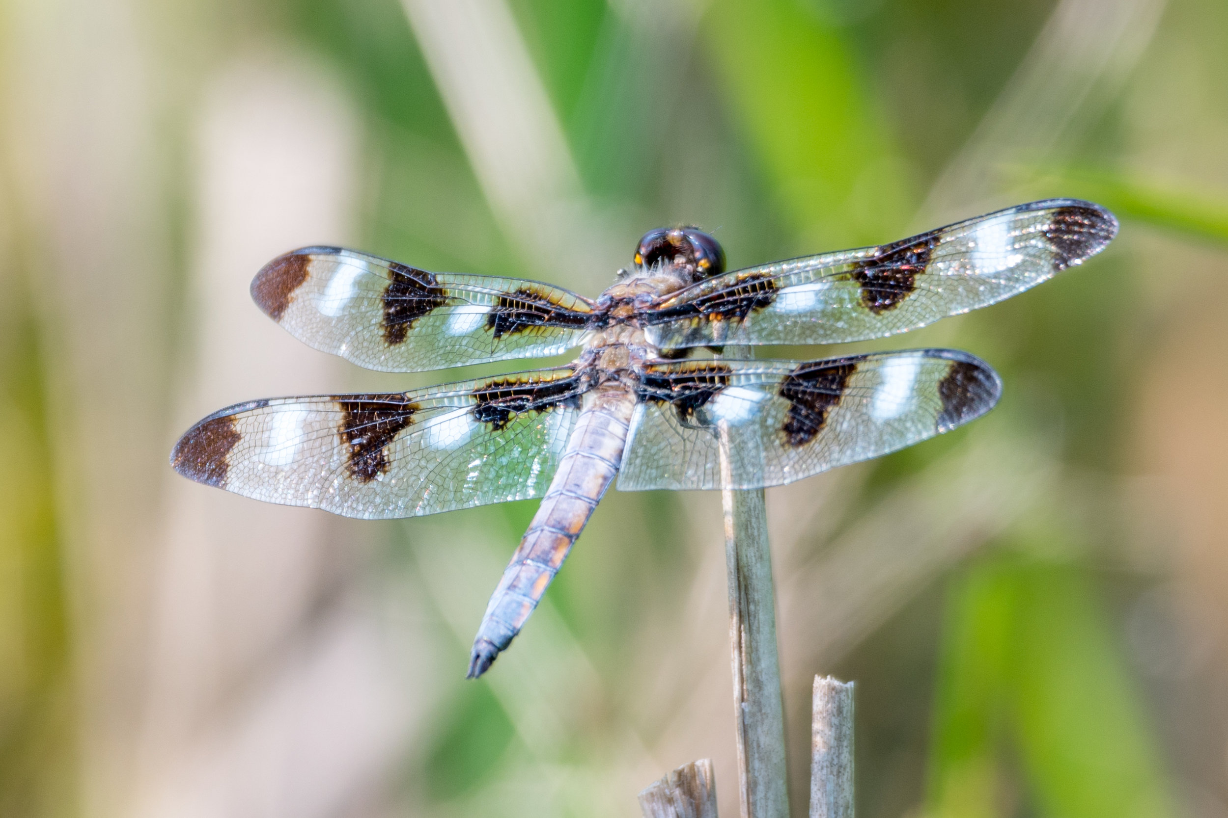 Twelve-spotted skimmer