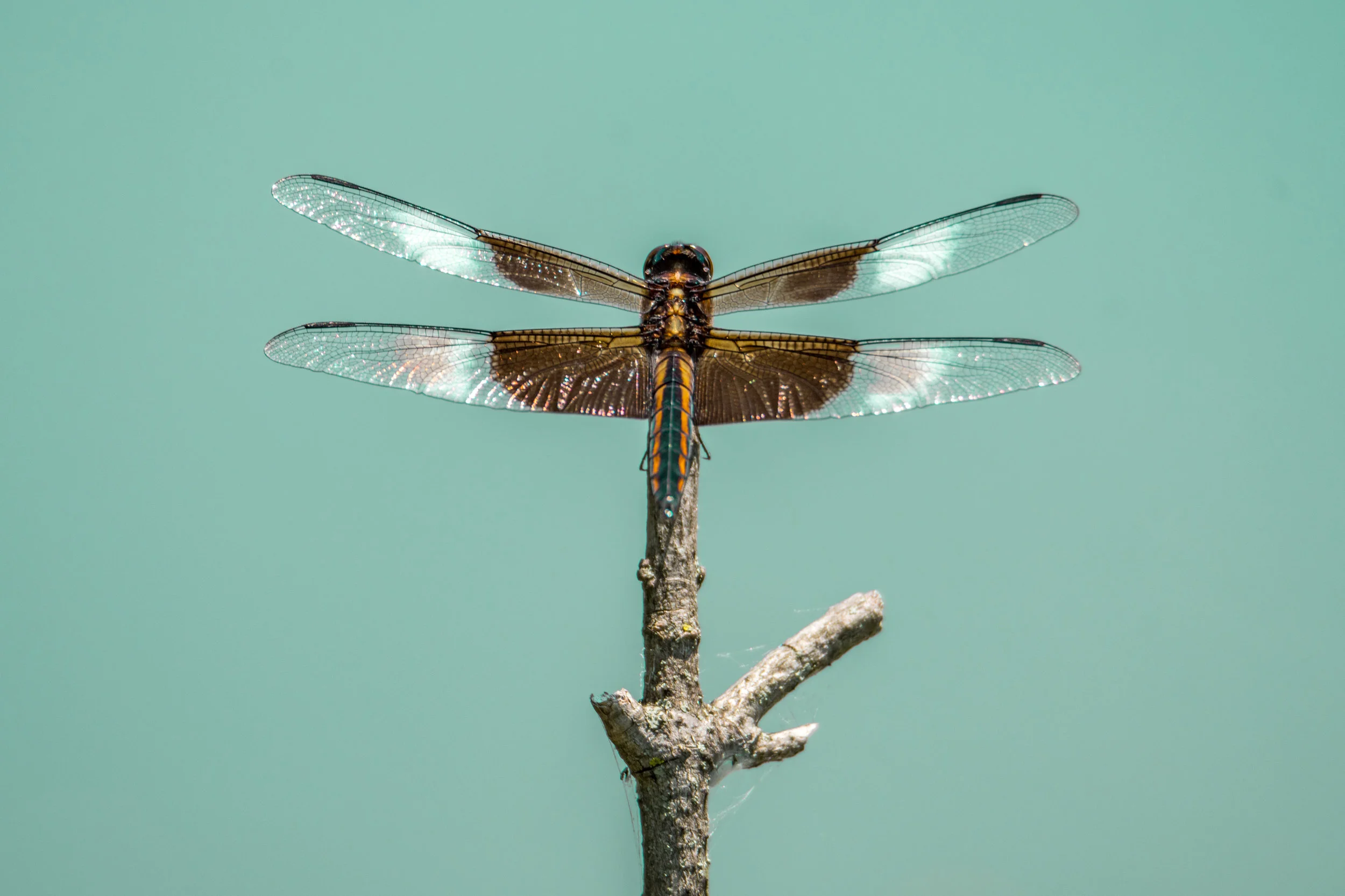 Widow skimmer