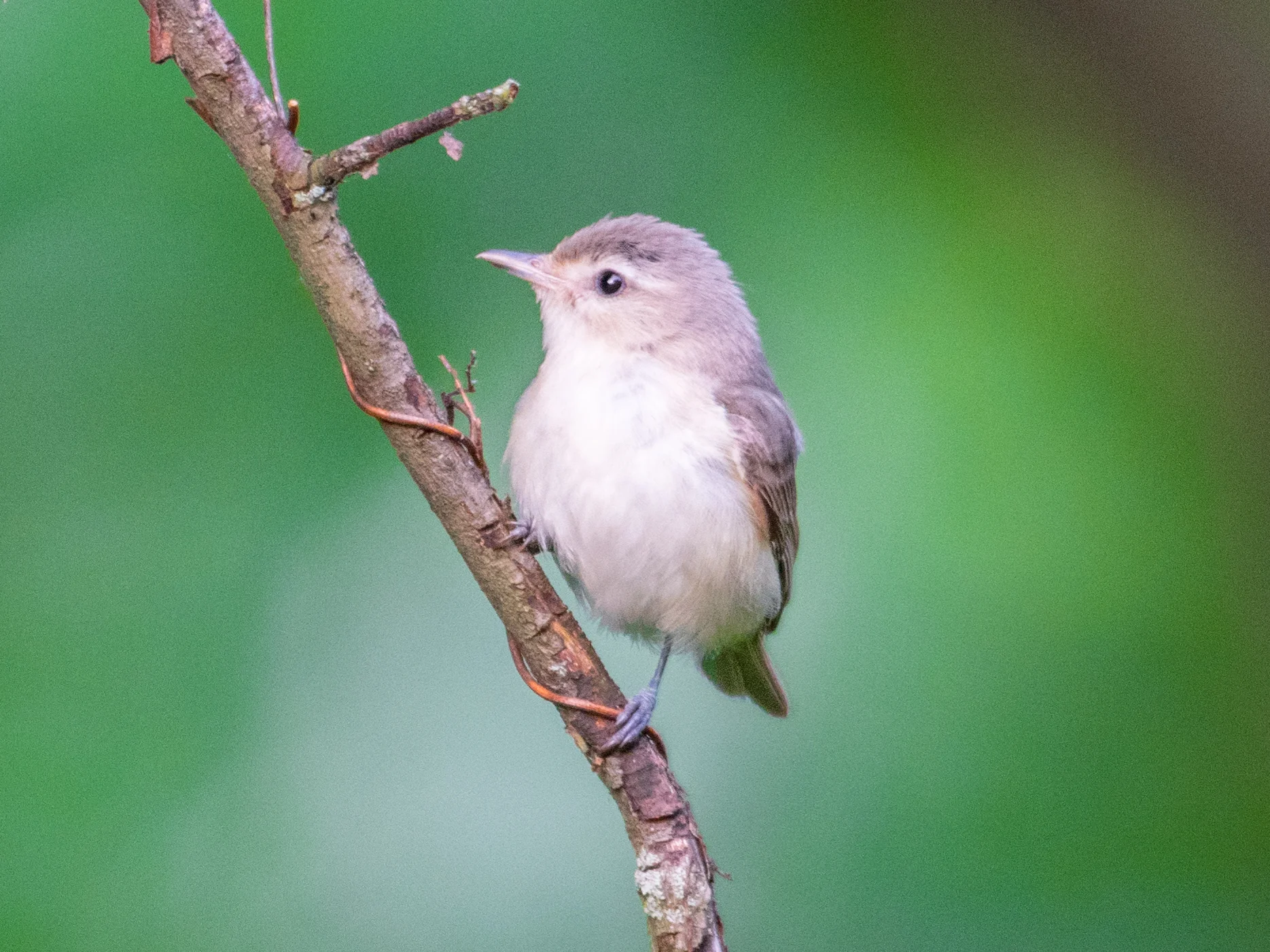 Warbling vireo