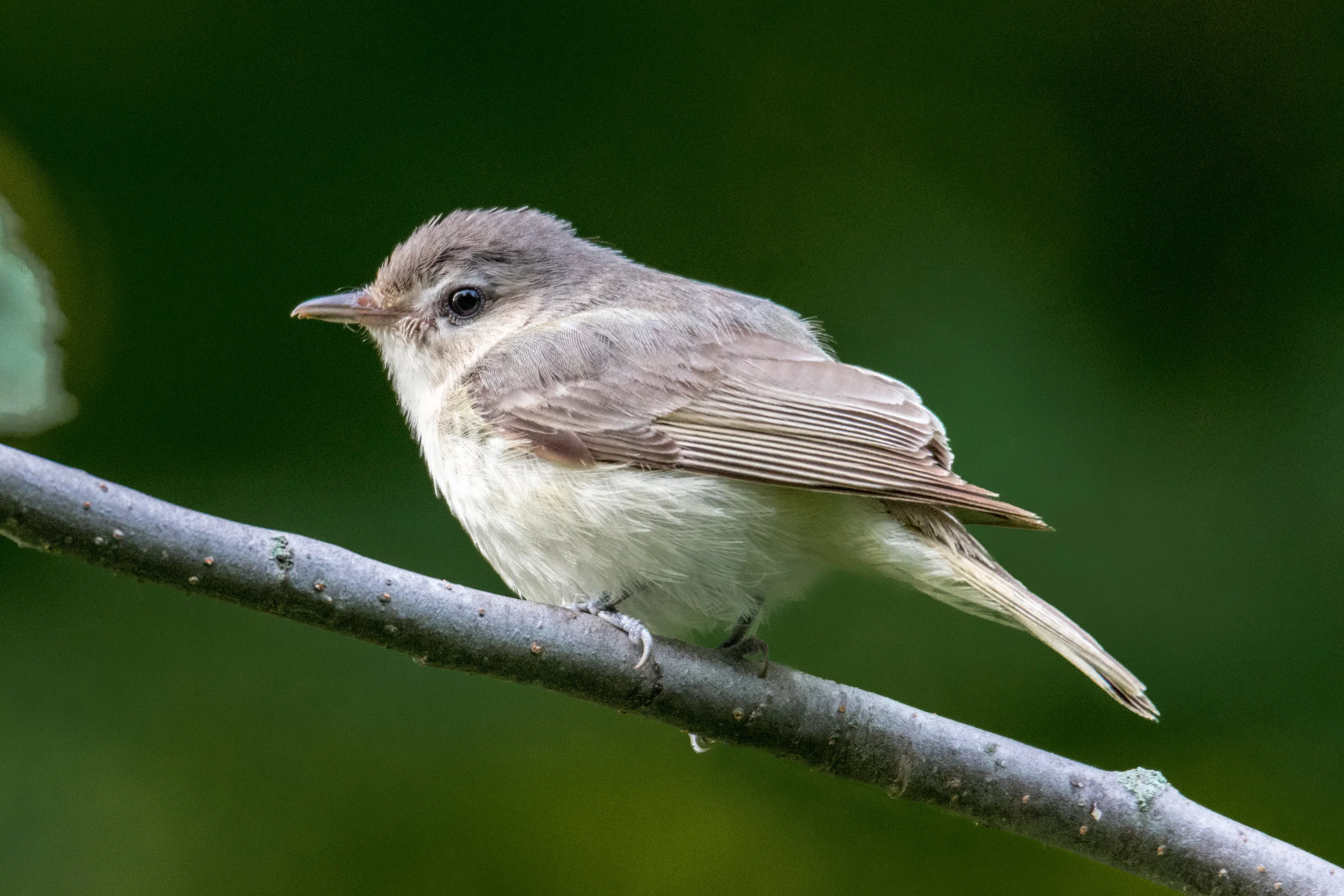 Warbling vireo
