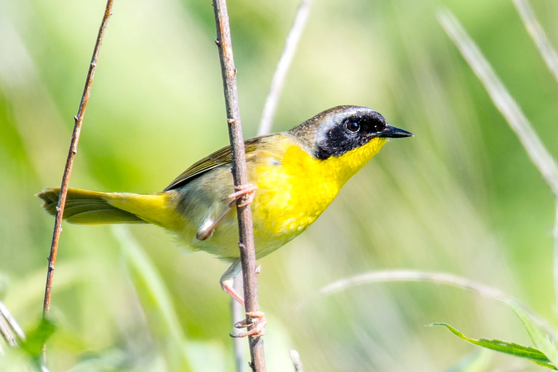 Common yellowthroat