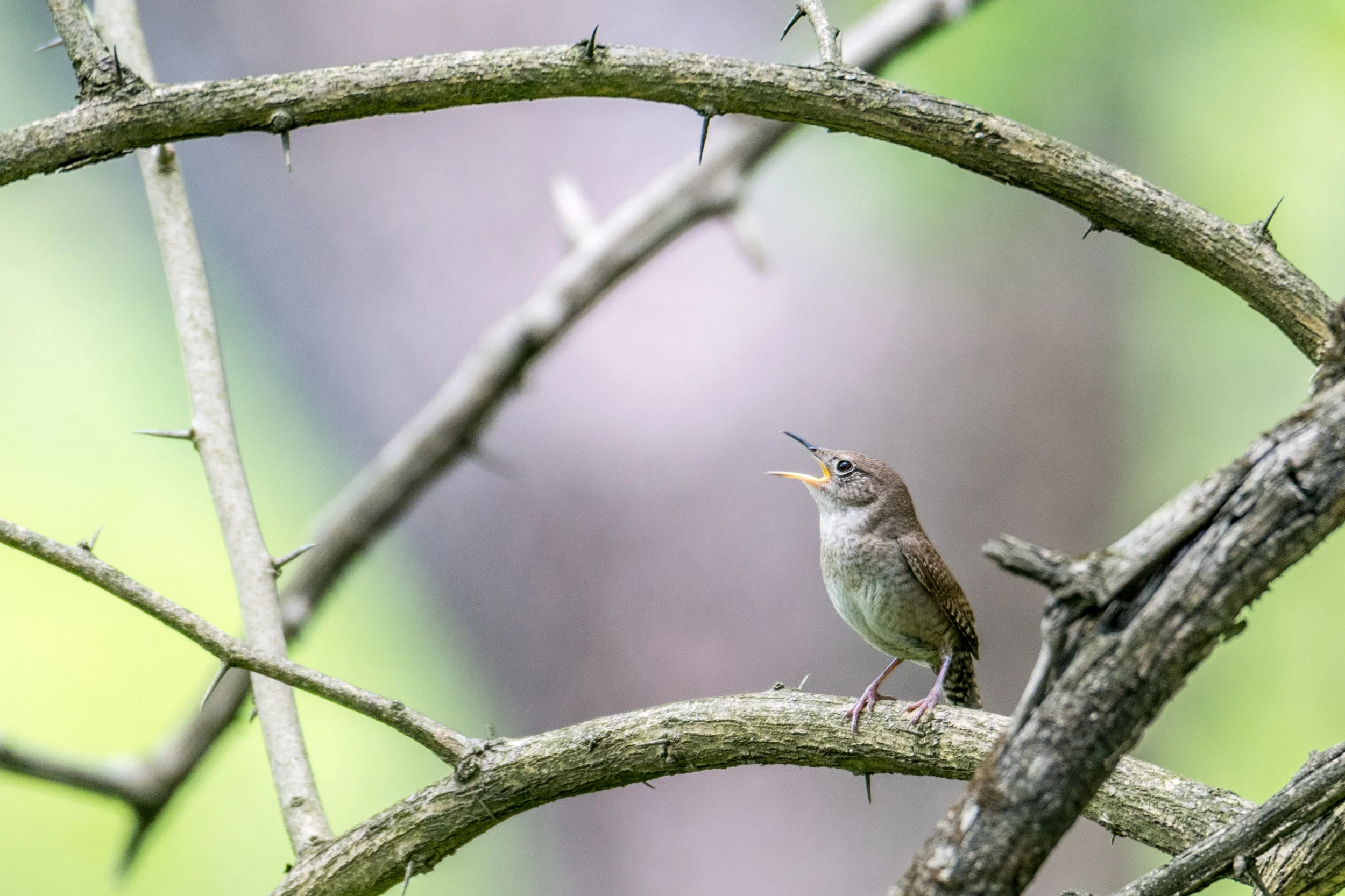House wren