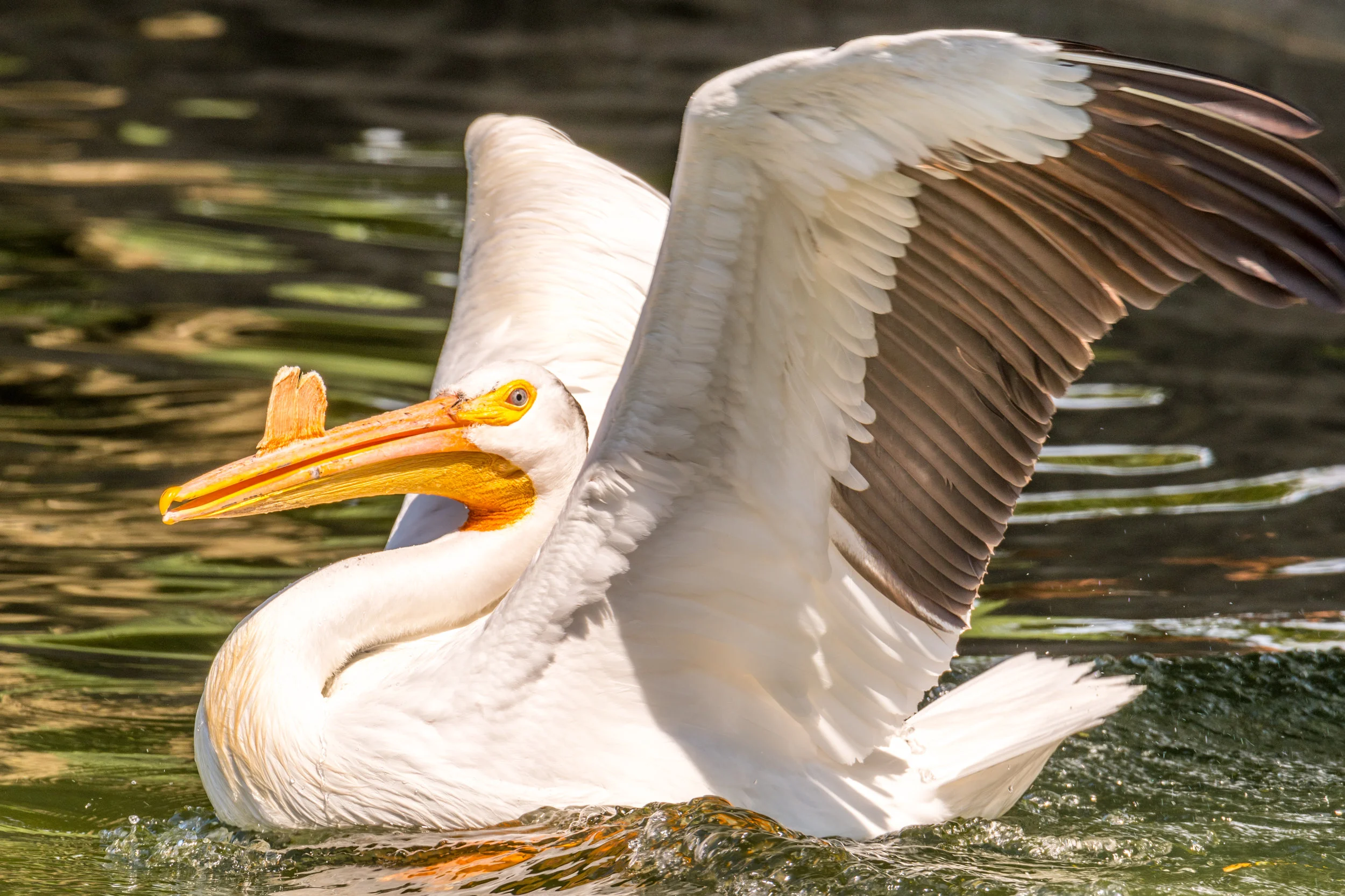 American white pelican