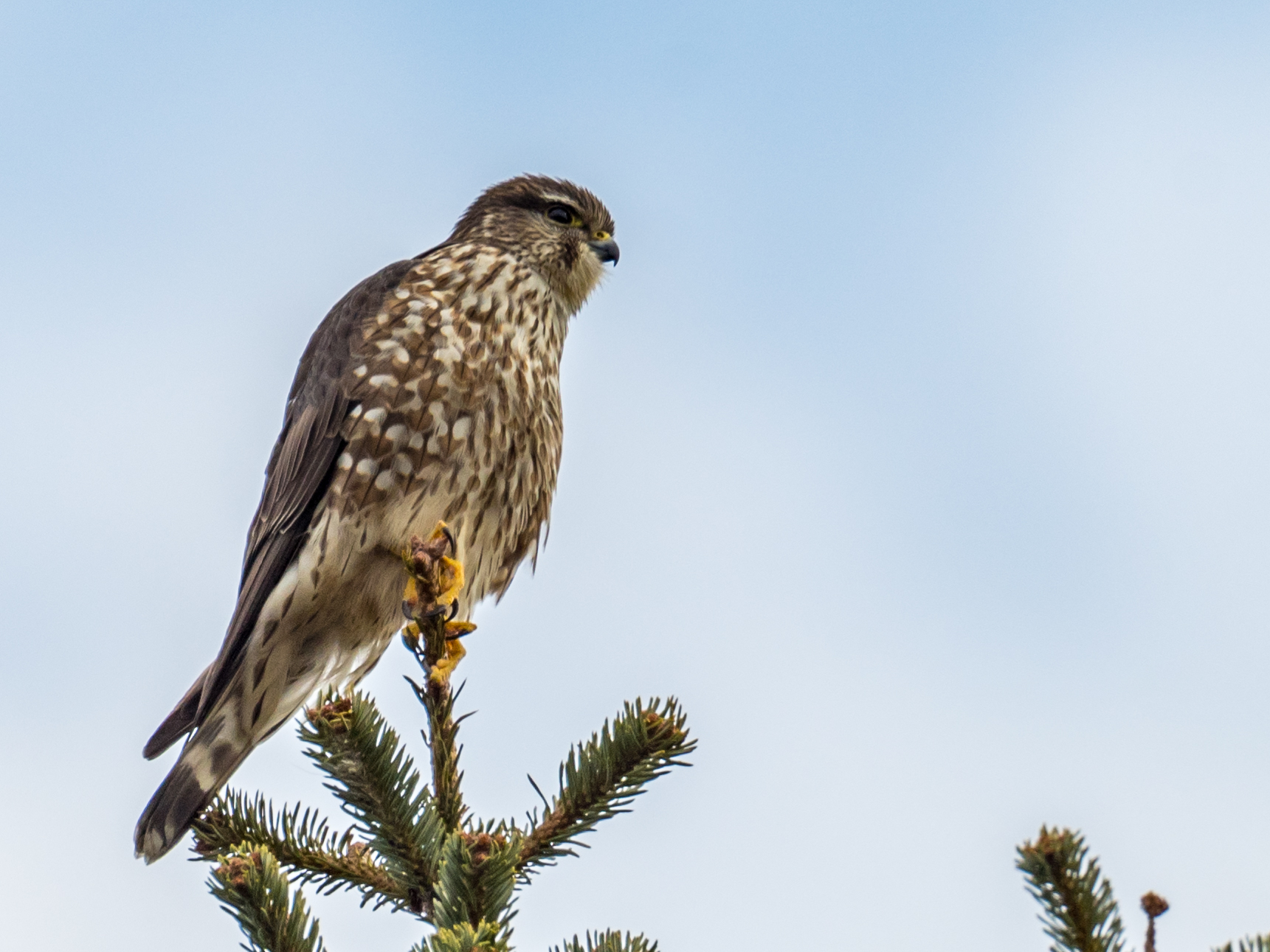 Merlin