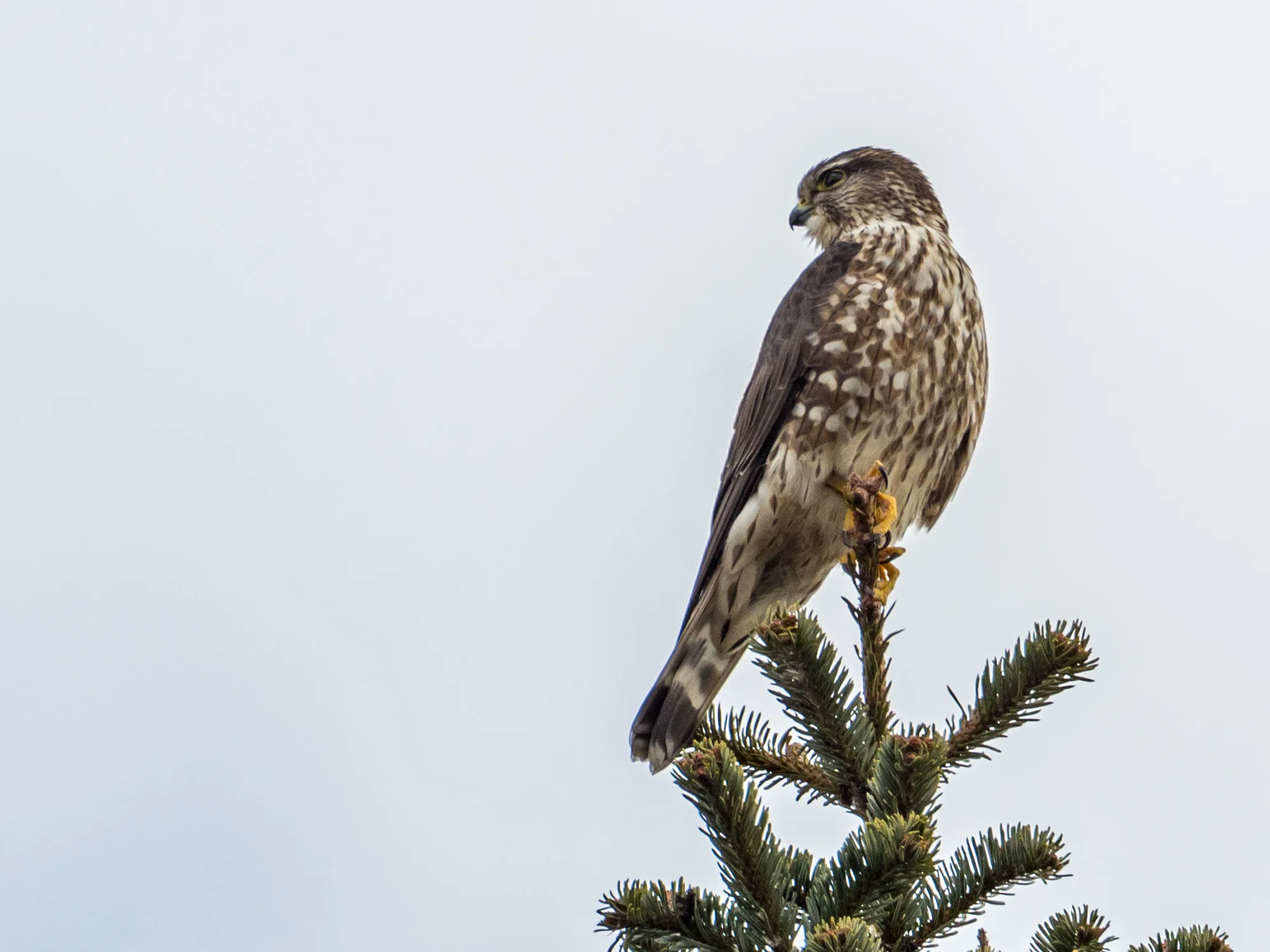 Merlin