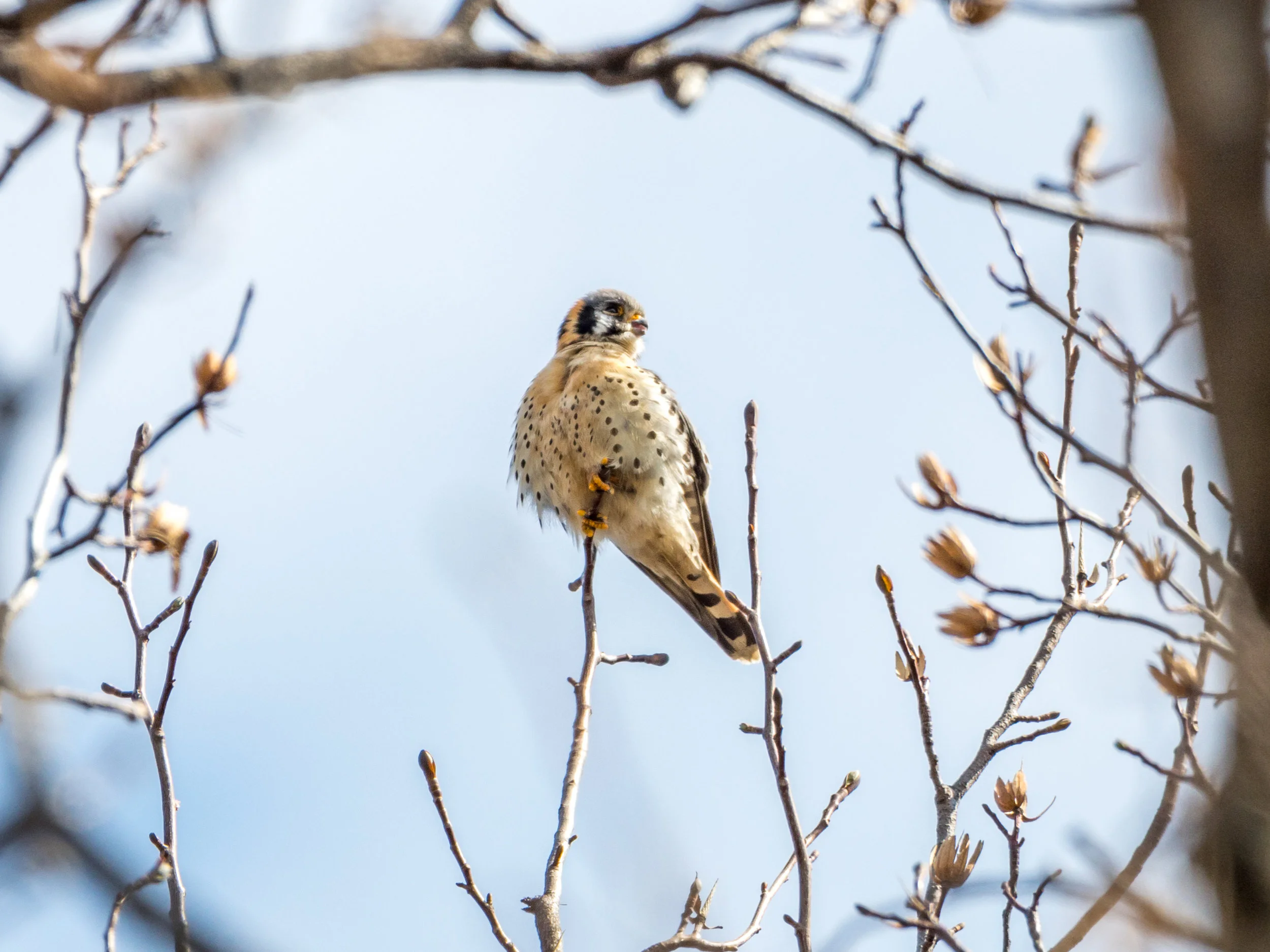 American kestrel