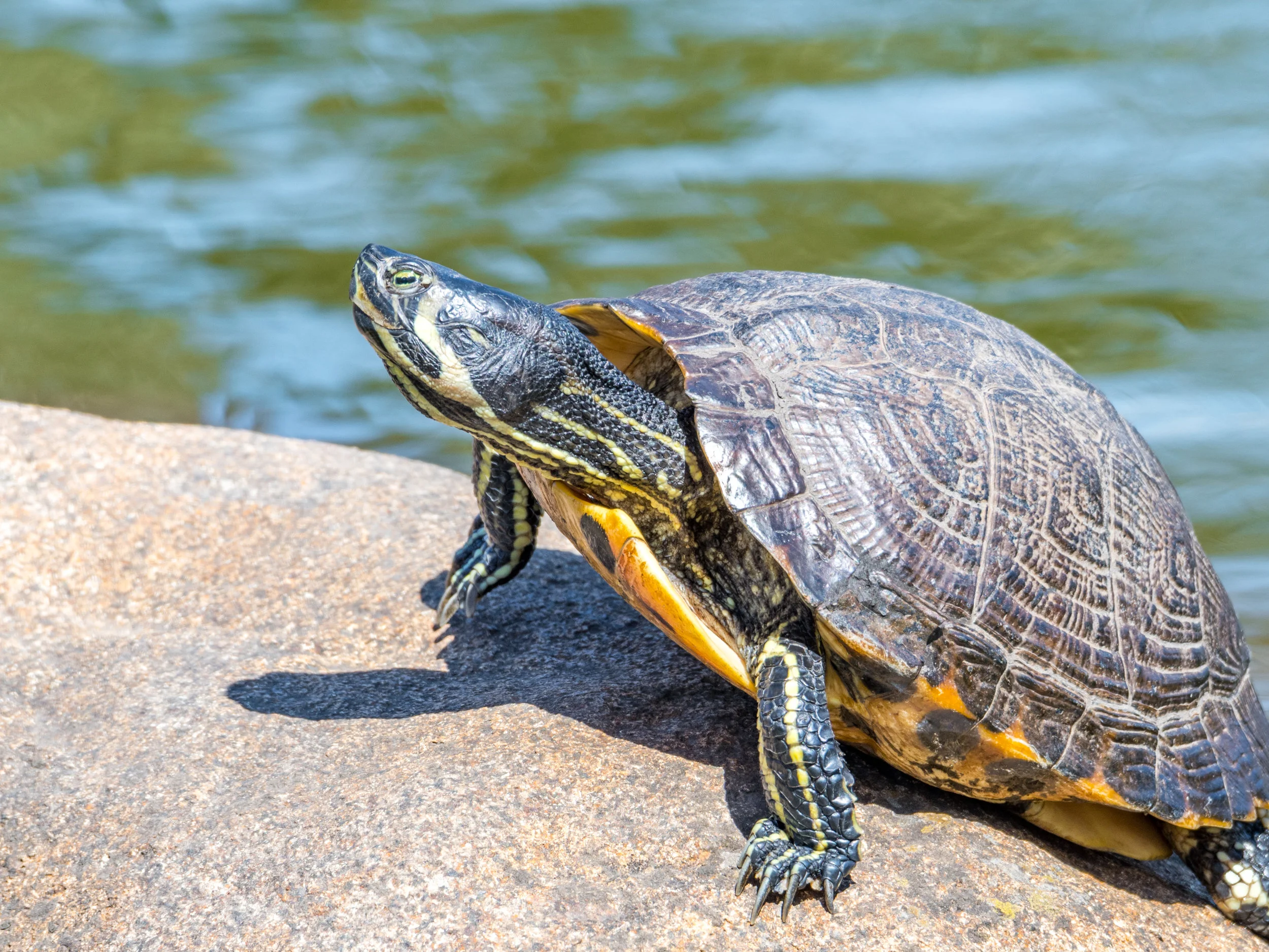 Painted turtle