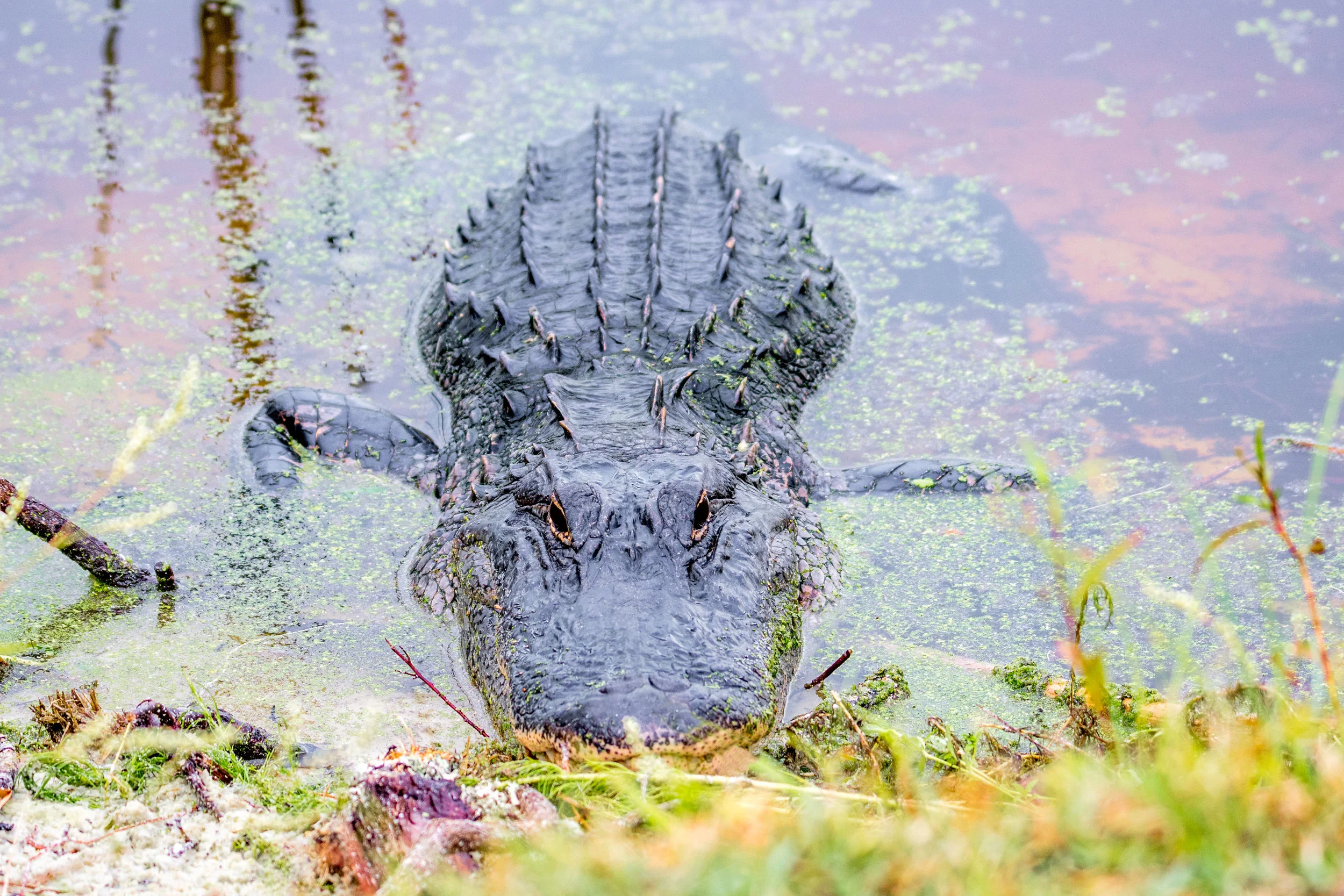American alligator