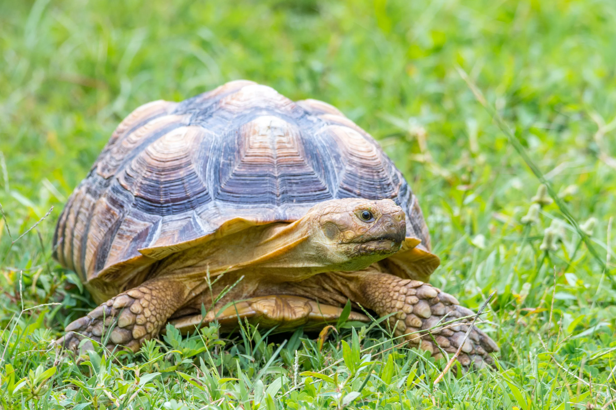 Gopher tortoise
