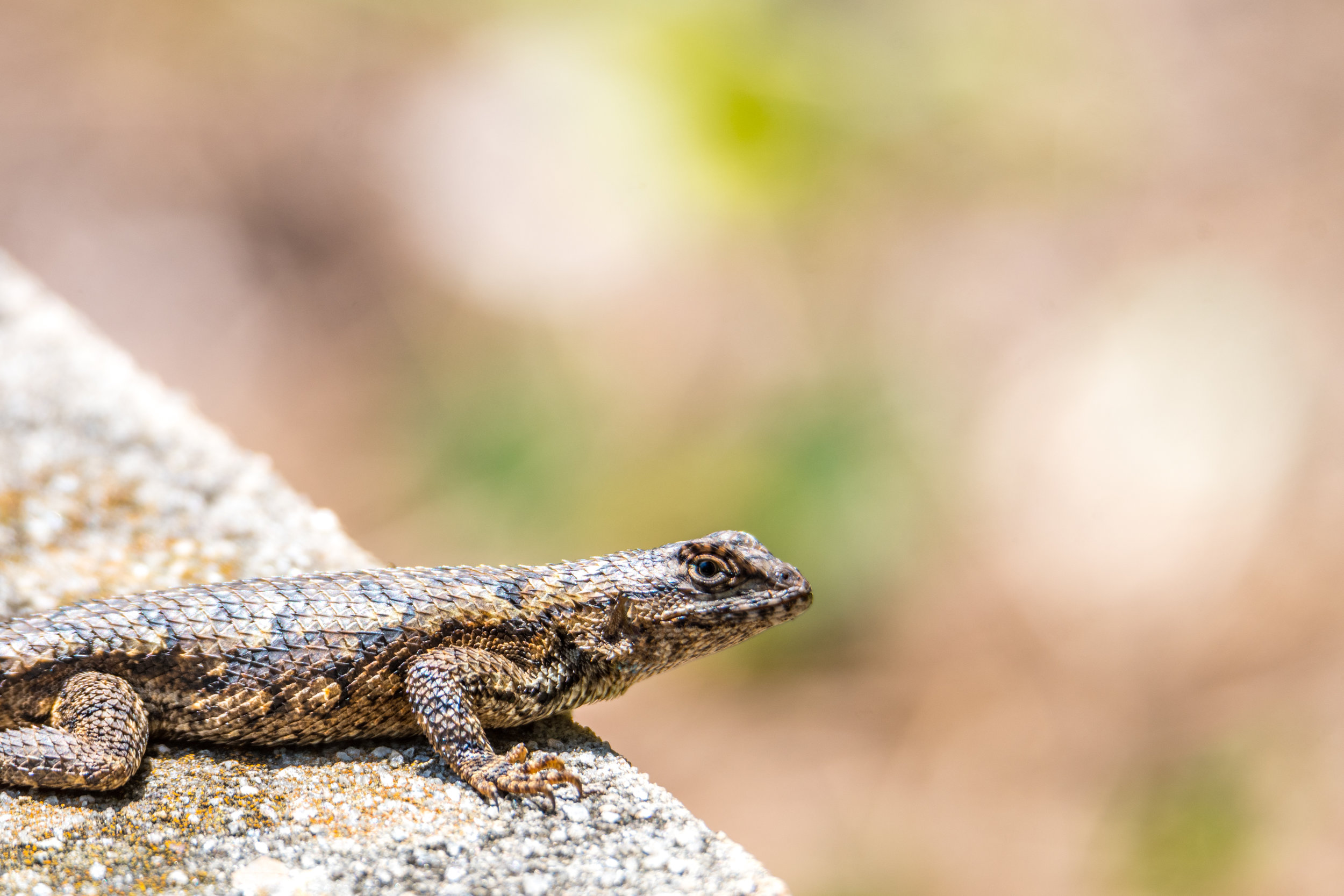Eastern fence lizard