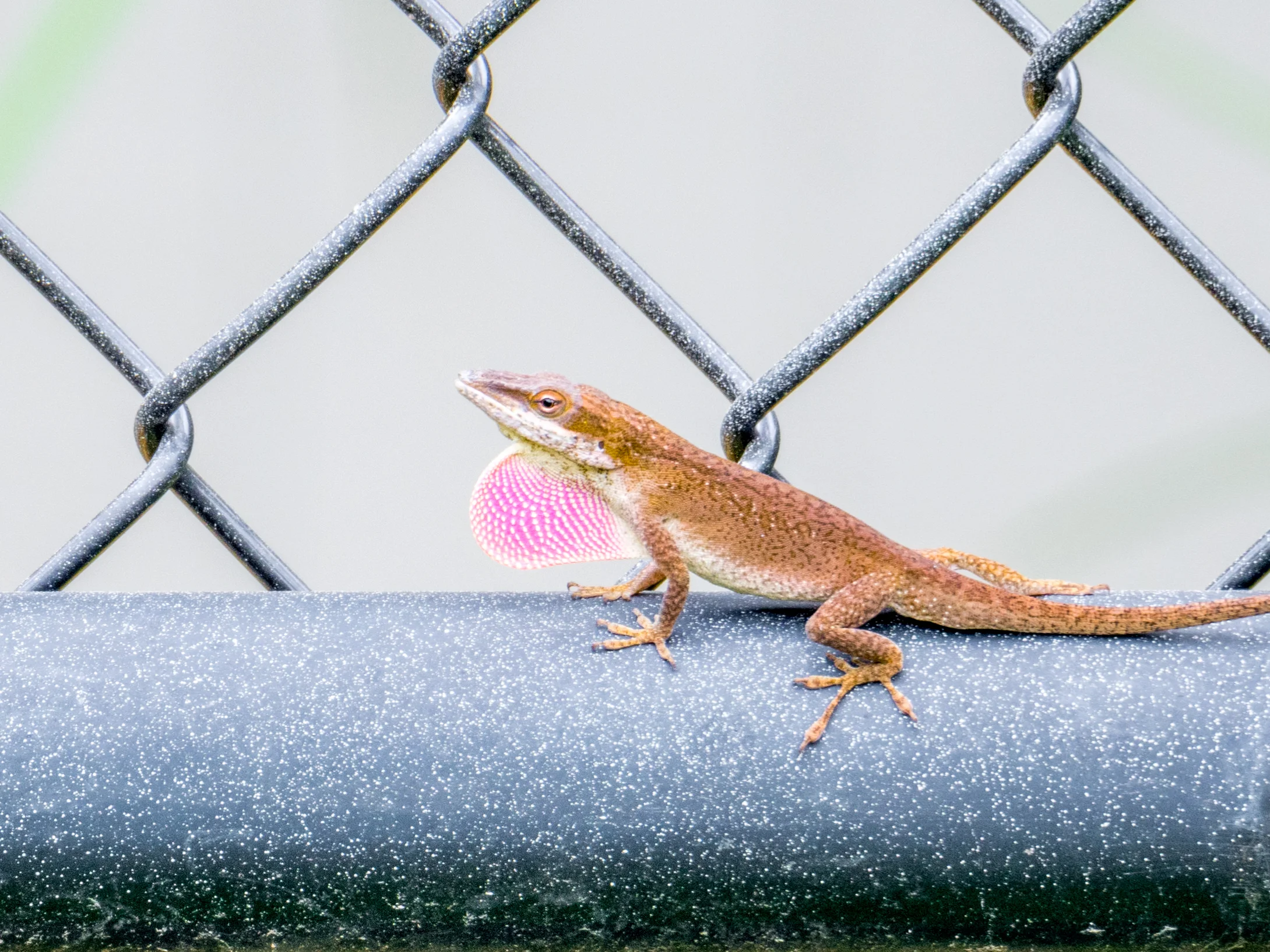 Green anole