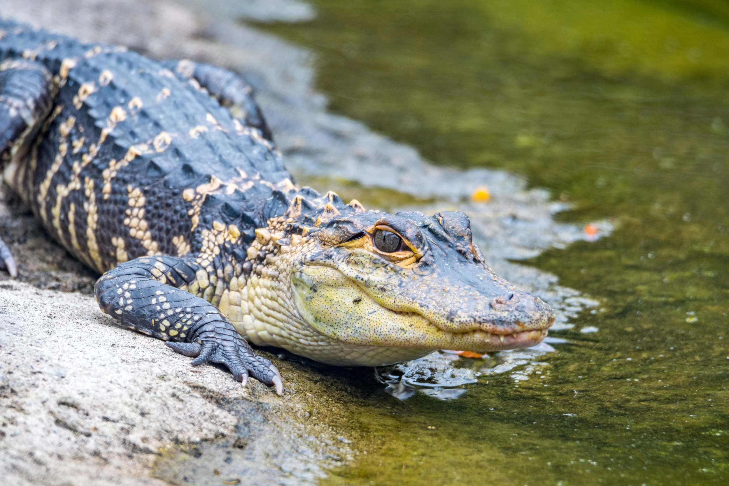 American alligator
