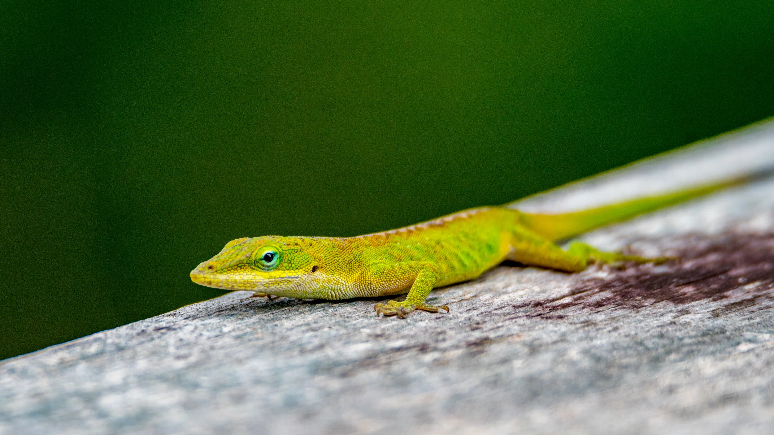 Green anole