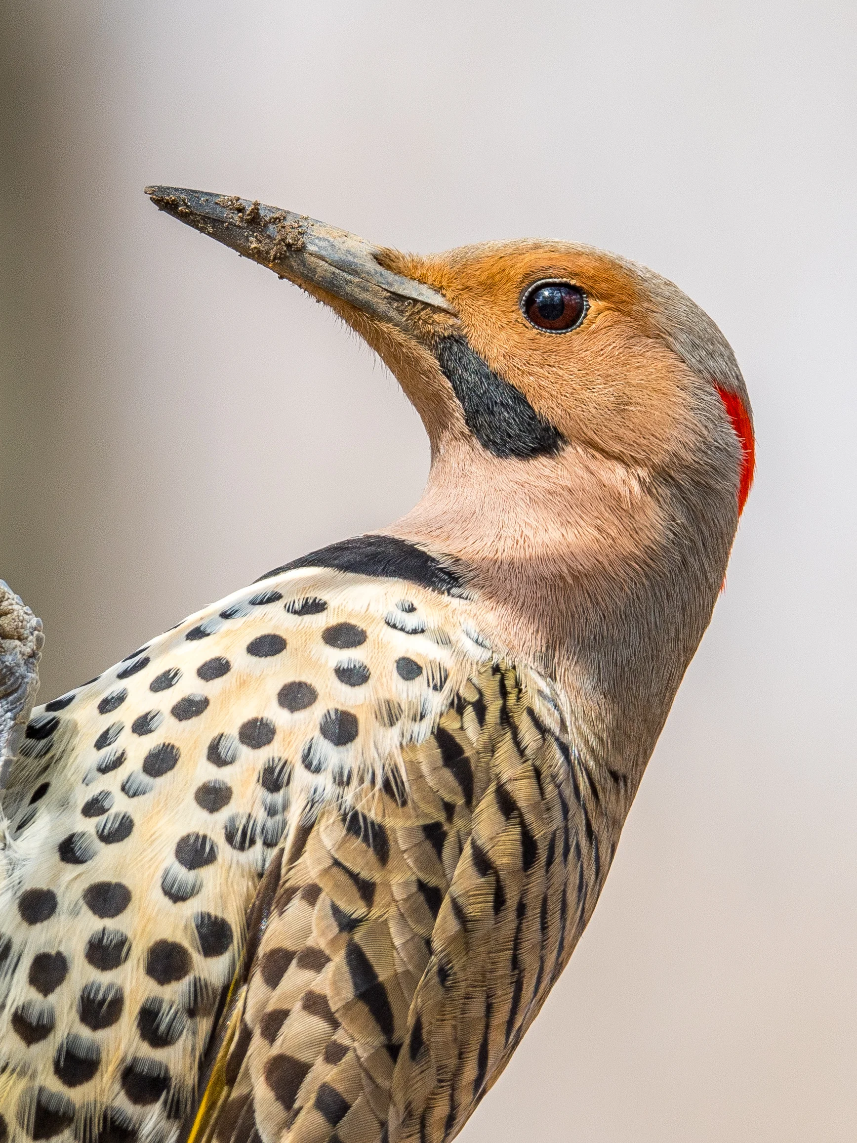 Northern flicker