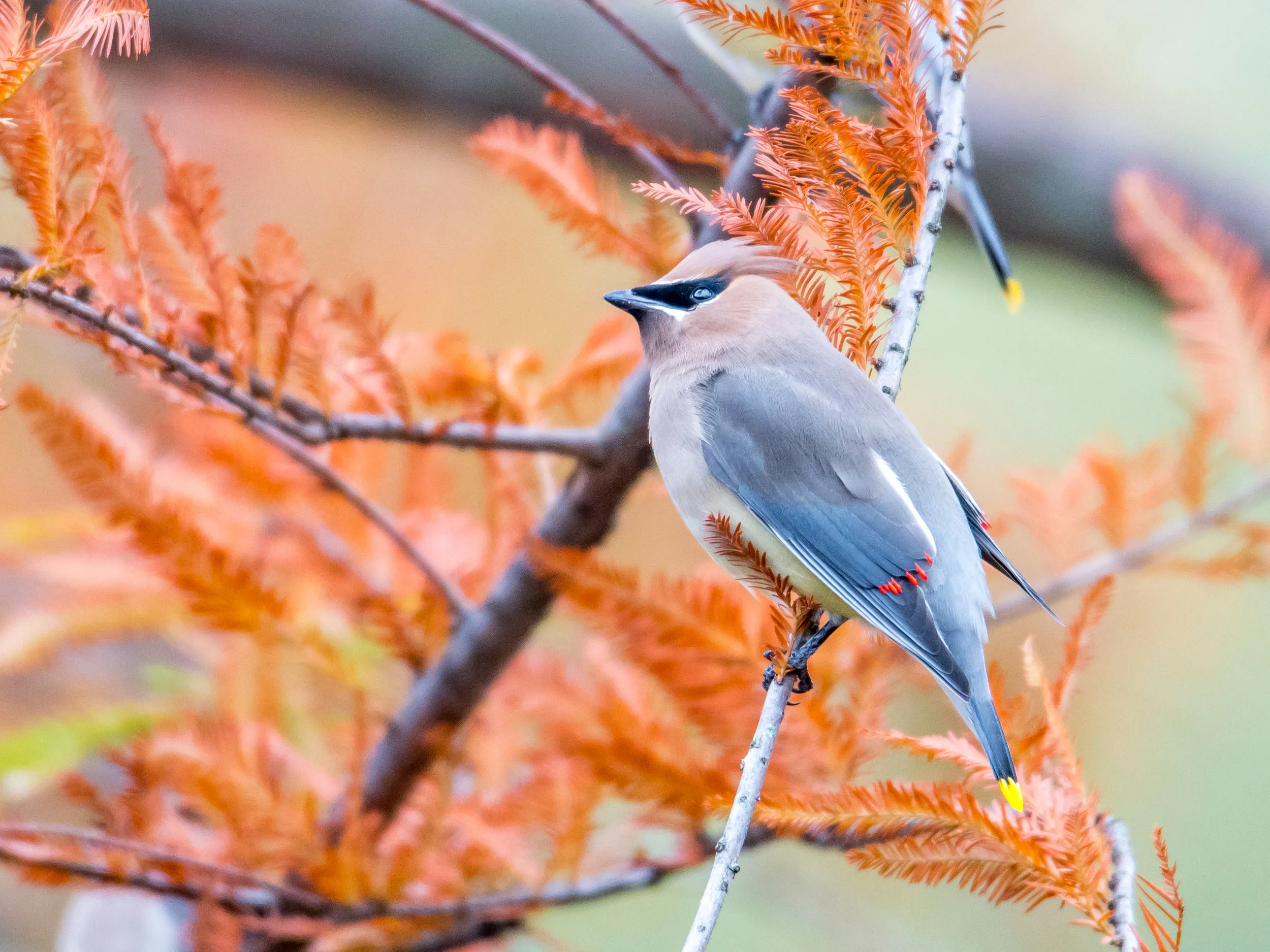 Cedar waxwing