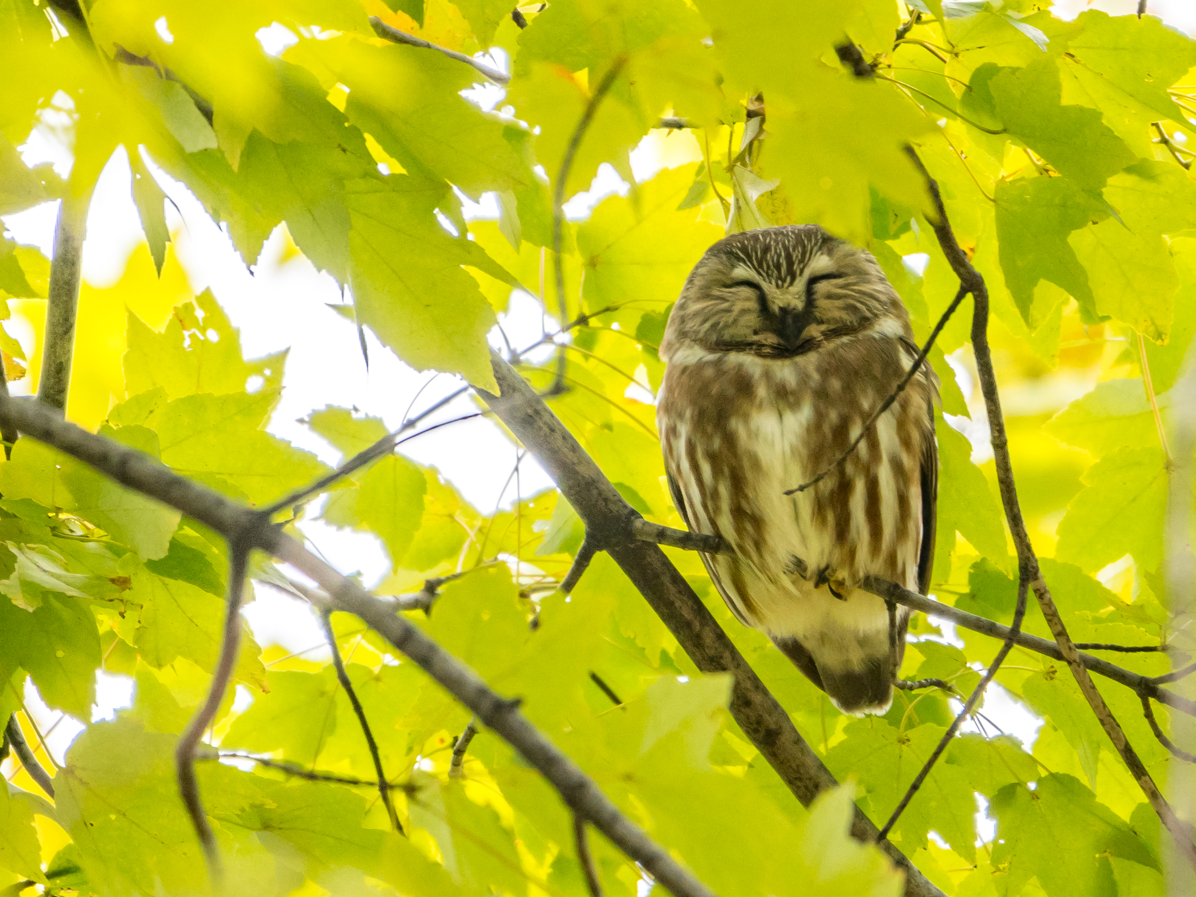 Northern saw-whet owl