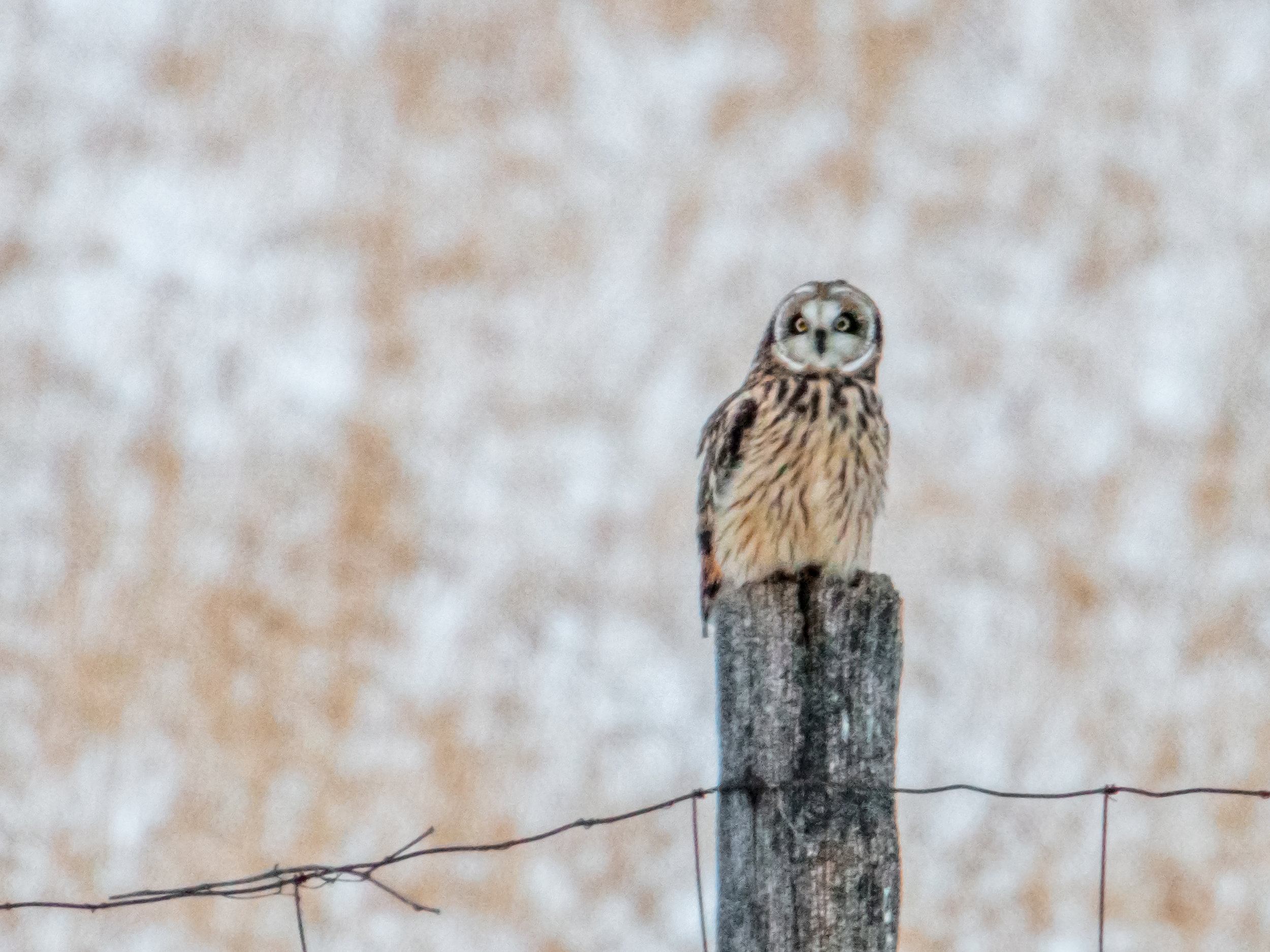 Short-eared owl