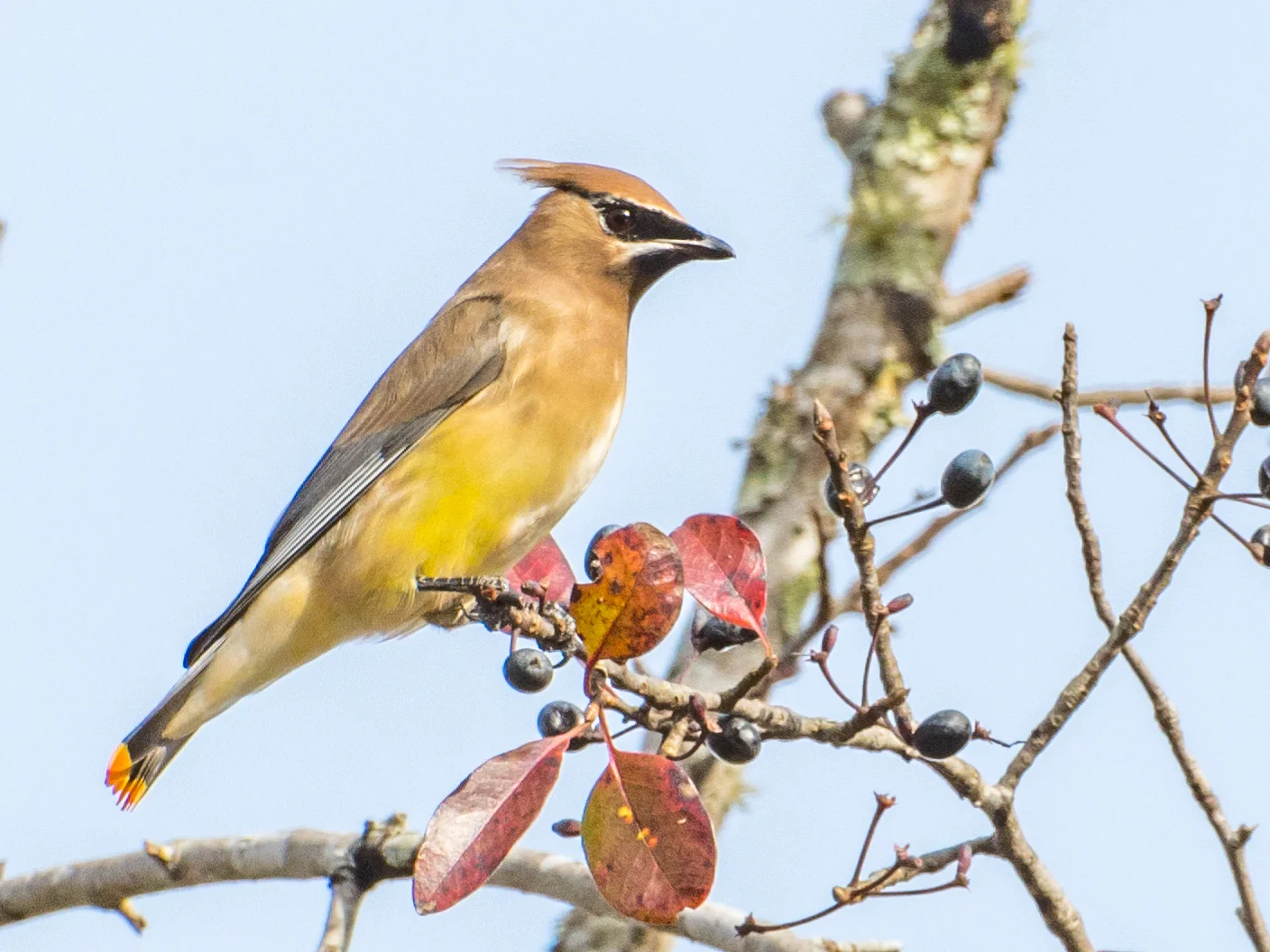 Cedar waxwing